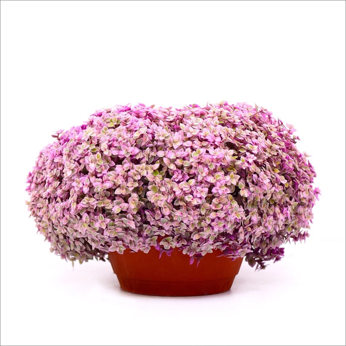 Pink Lady Macrome saksı