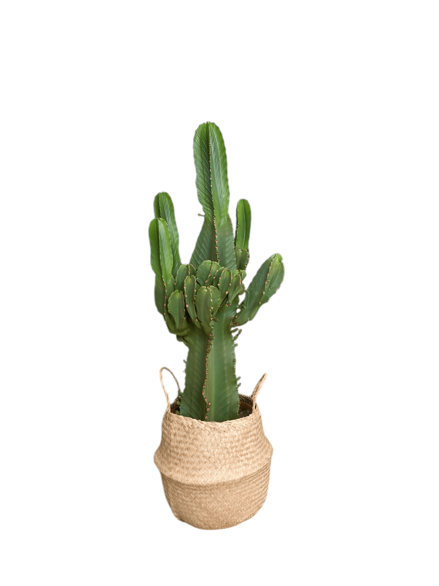 Euphorbia İngens 110-120 cm 