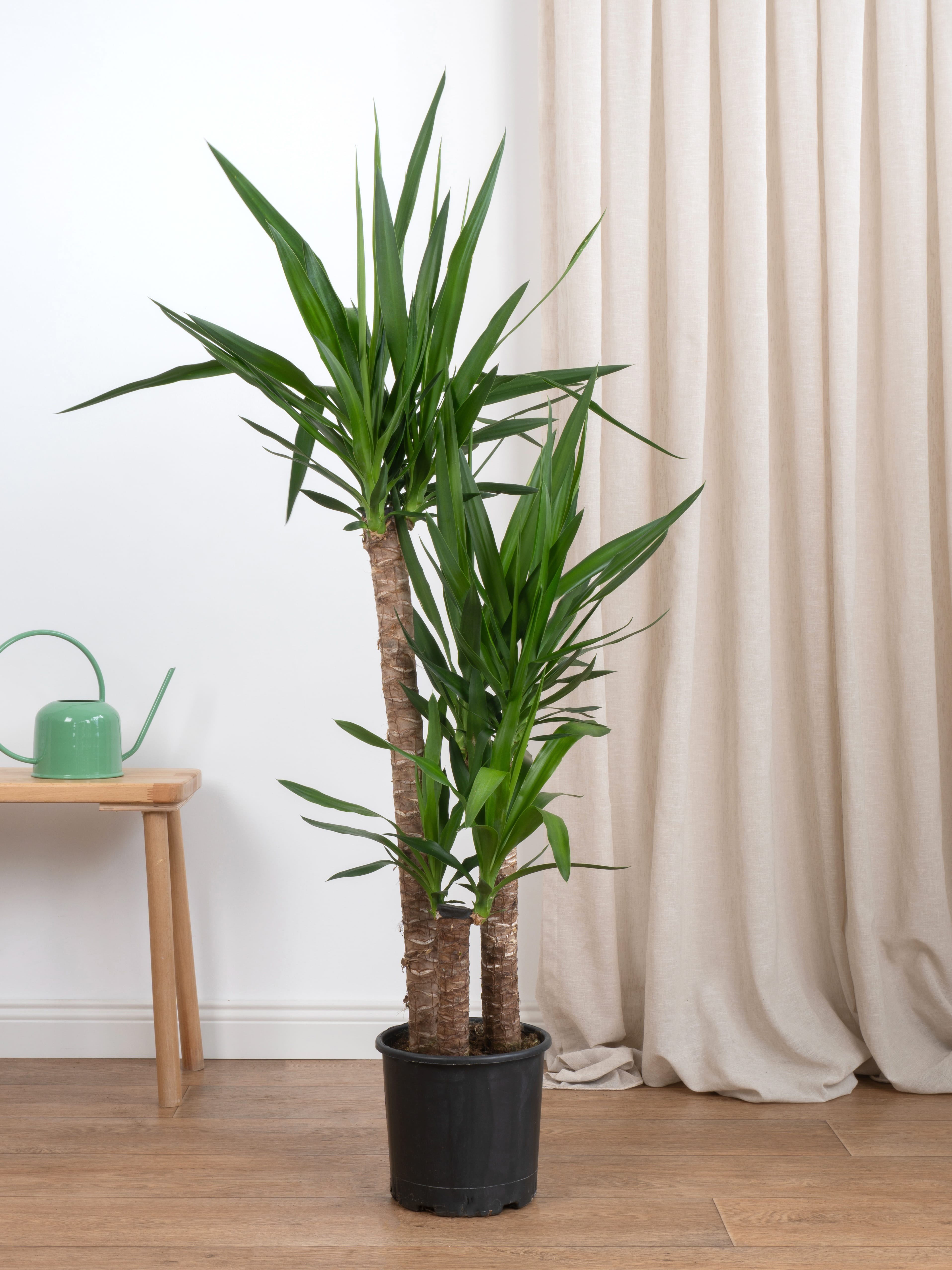 Yucca Üç Kollu (Yuka-130-140 cm )