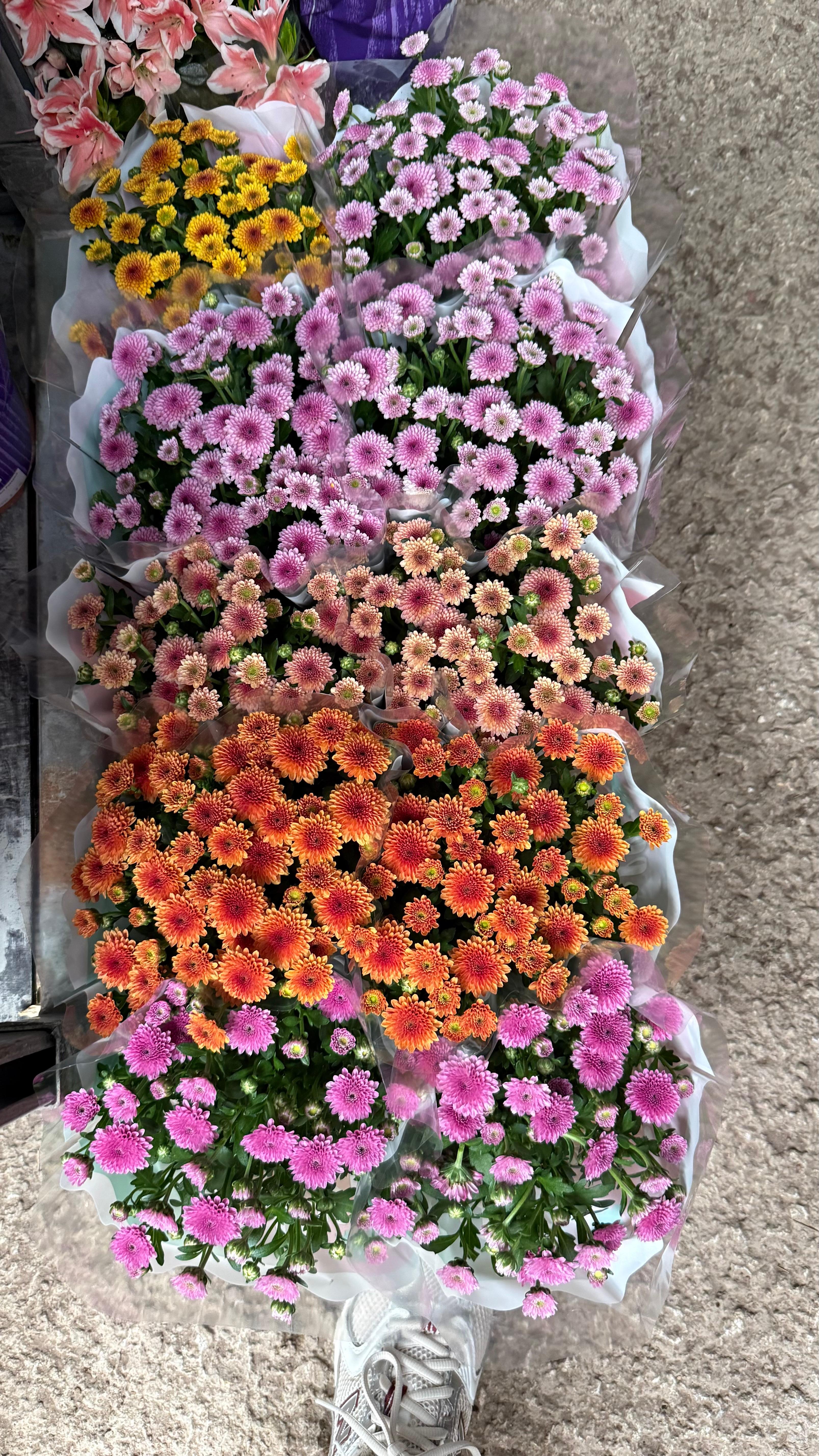 Chrysanthemum Mix Üçlü Set