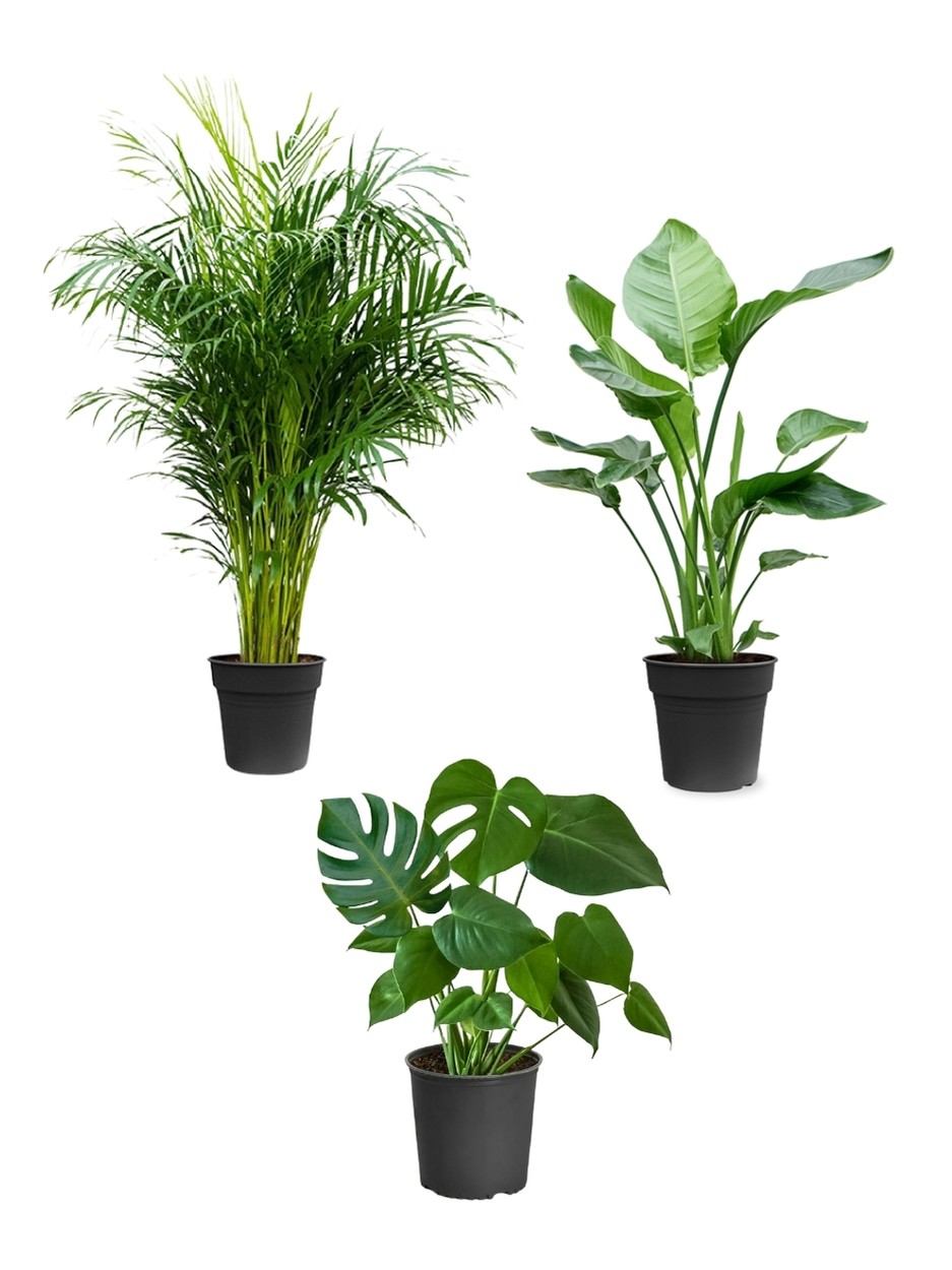 Favori Bitki Seti(100-120 cm areka palmiyesi*60-70 cm monstera*100cm çok köklü starliçe)