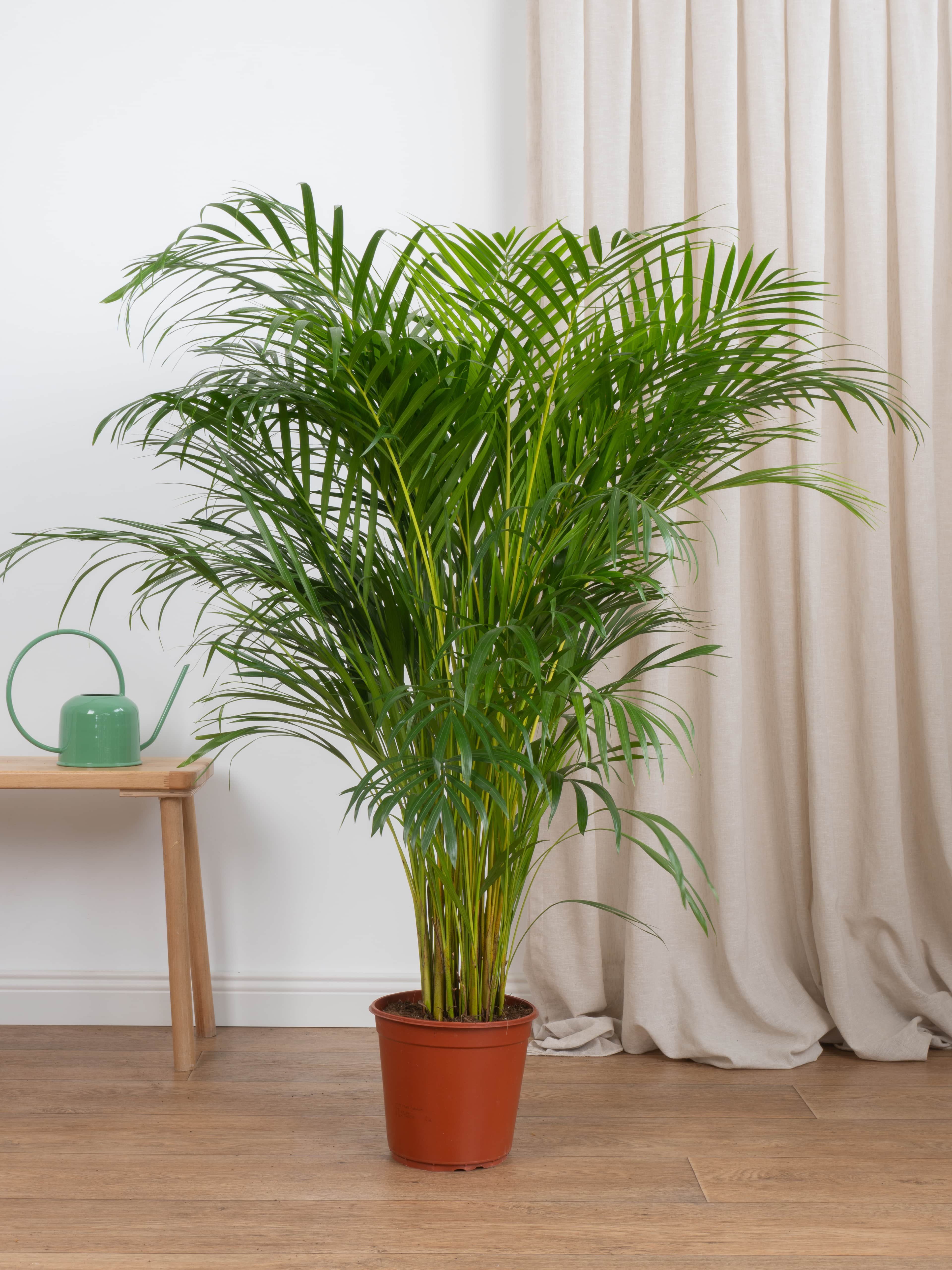 Areka Salon Palmiyesi 150 cm (Dypsis Lutescens)