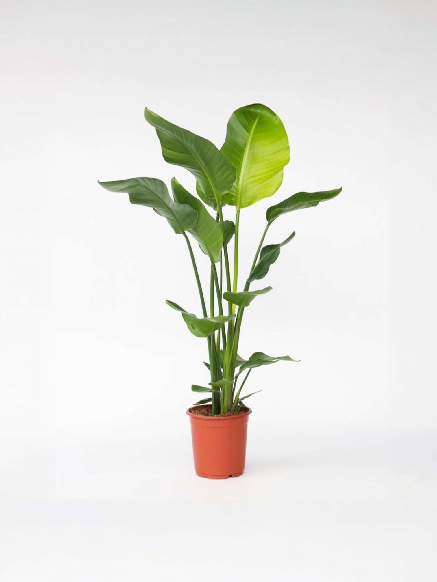 Starliçe- İki Köklü (Cennet Kuşu Çiçeği- Strelitzia Nicolai )