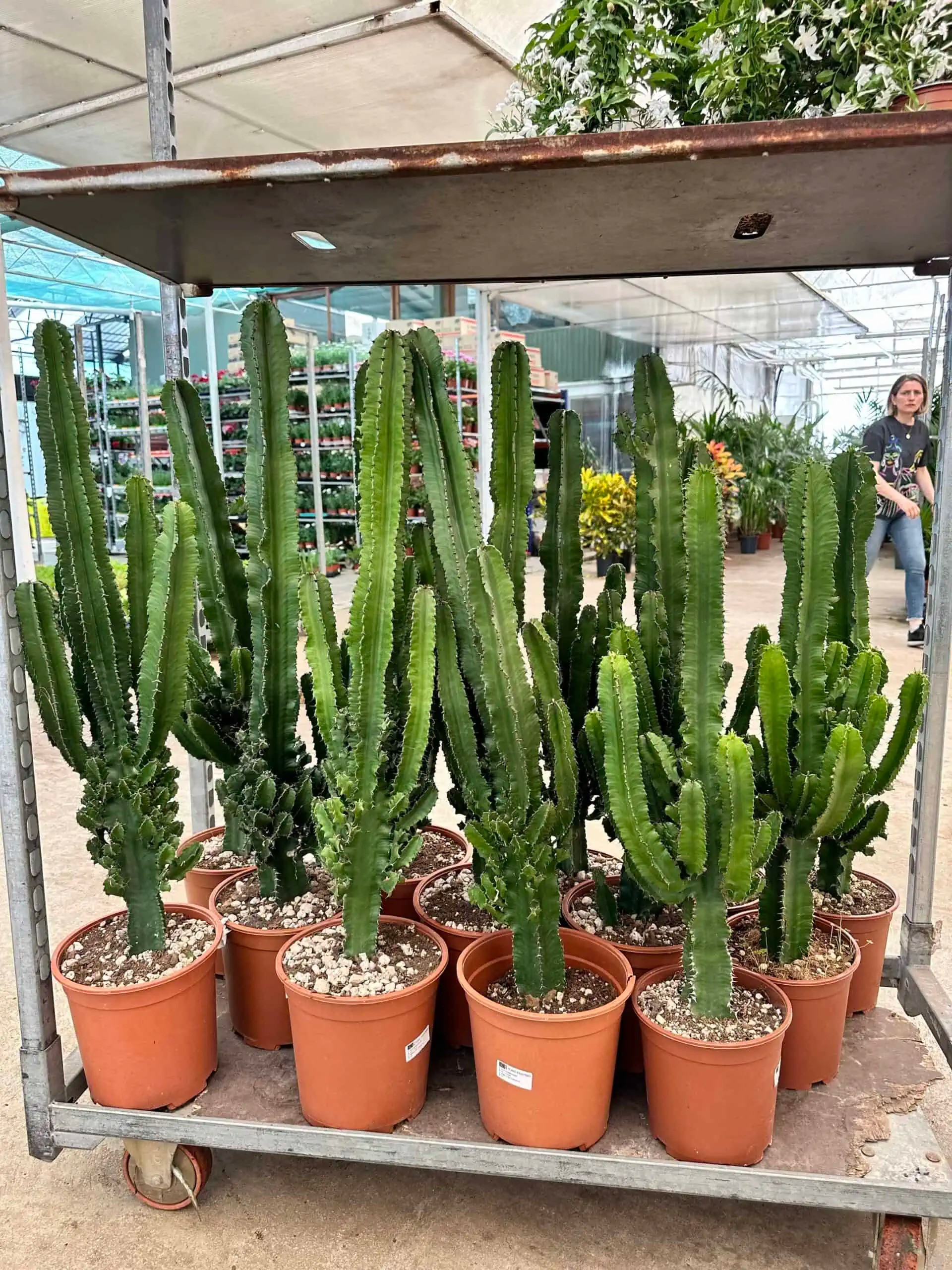 Euphorbia ingens Kaktüs 90-100 cm