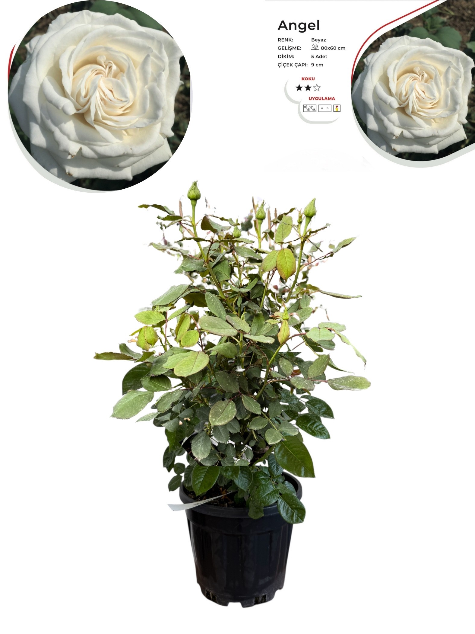 Beyaz Gül 50-60 cm, Çok Köklü, Patentli Özel Seri 