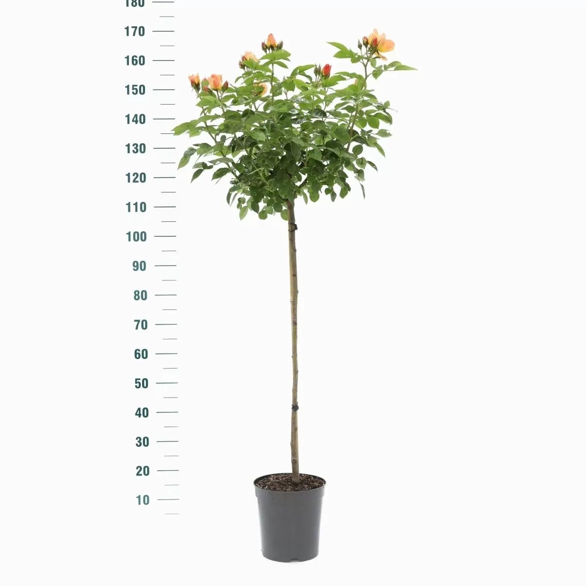 Sarı Tijli Gül /Lisanslı 170-180 cm