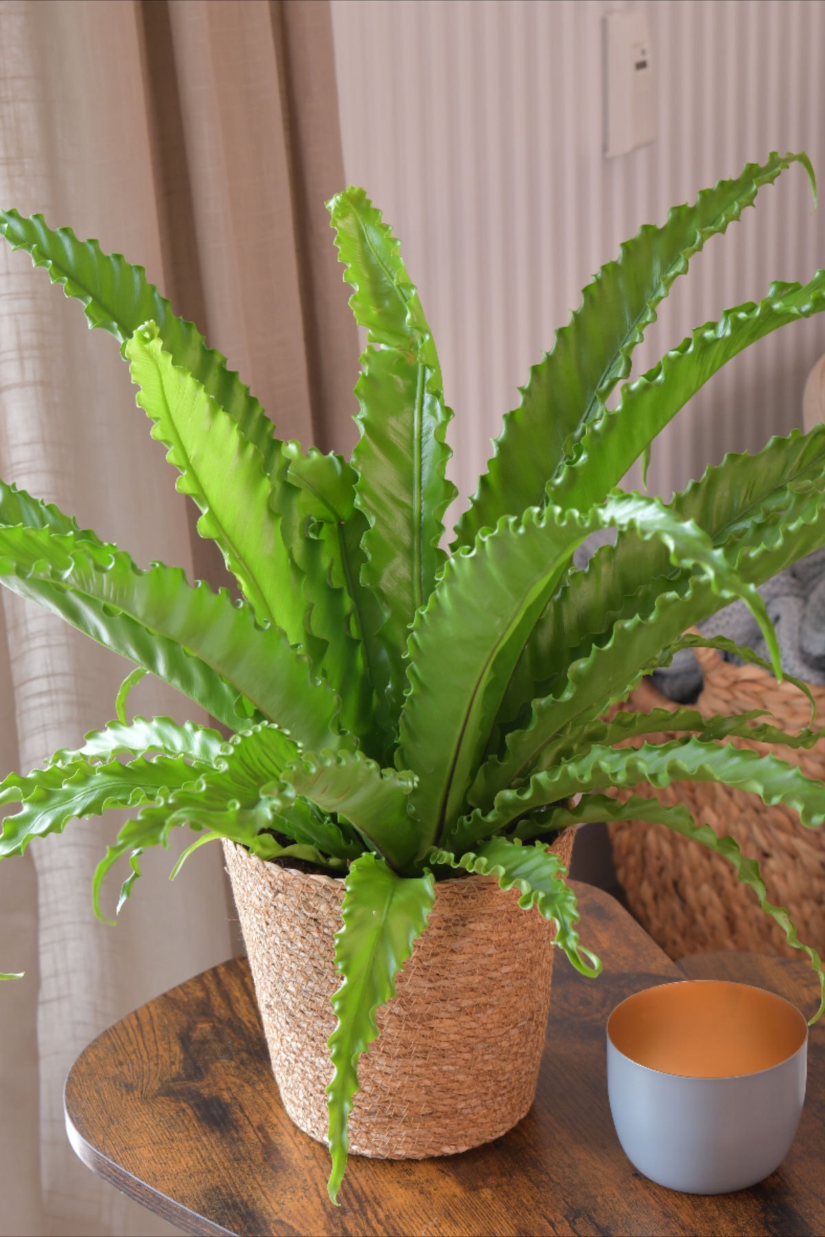 Kuş Yuvası Eğreltiotu (Asplenium Nidus) – 12 cm Saksıda  