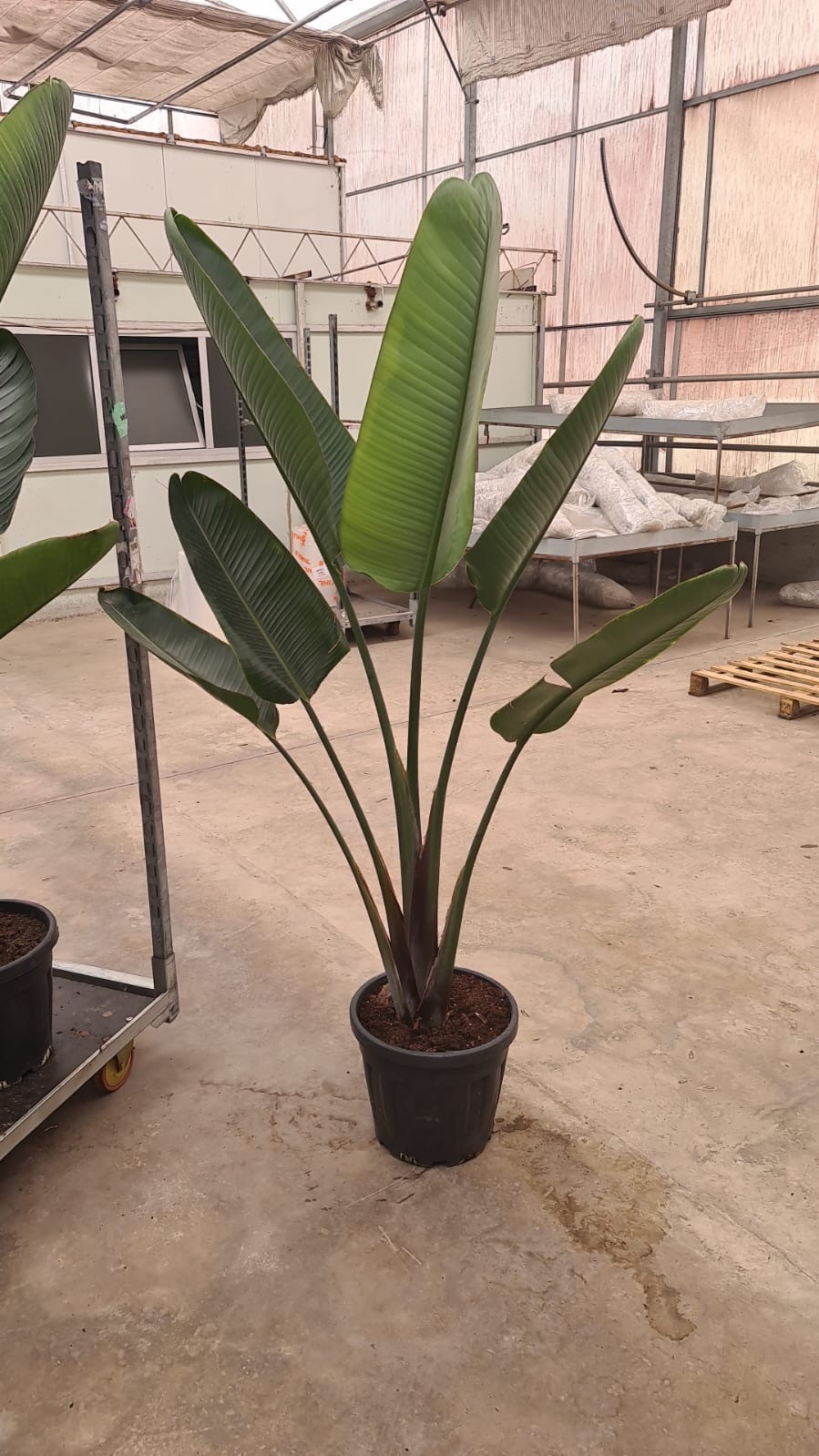 Starliçe 190-200 cm (Strelitzia Nicolai)