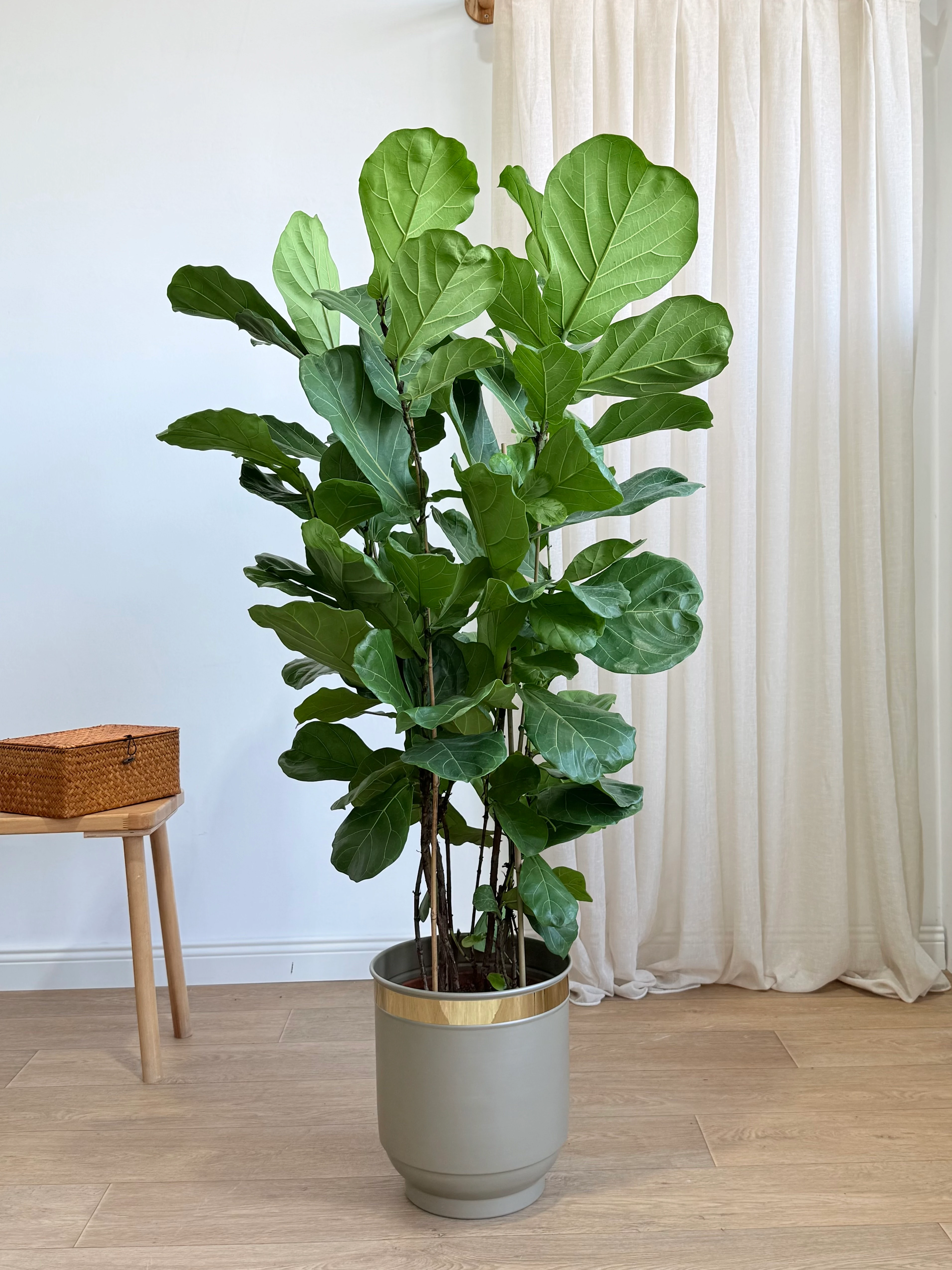 Ficus Lyrata Dört Köklü (keman yapraklı kauçuk )130-140 cm