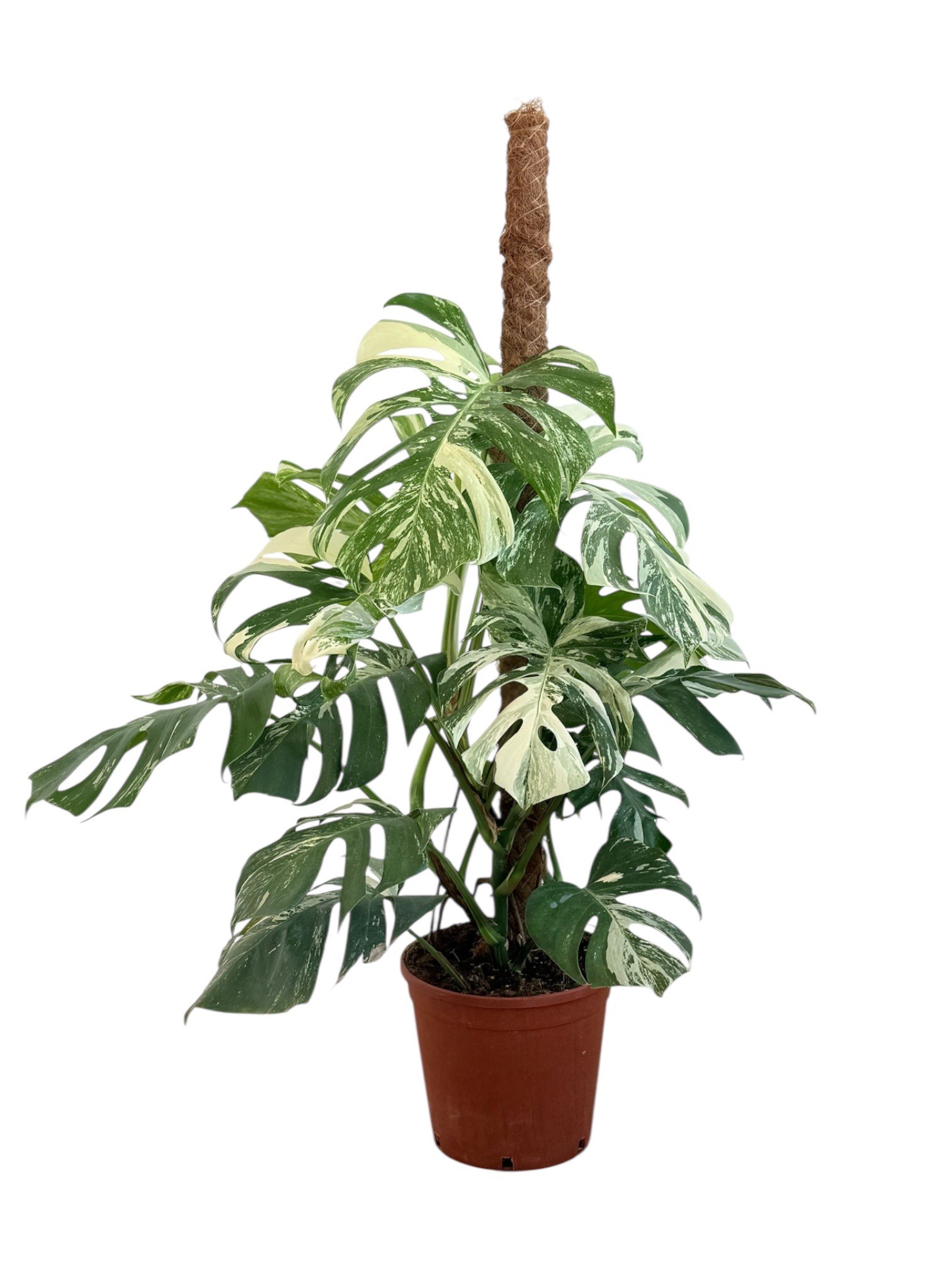 Monstera Deliciosa Variegata   (Nadir Tür)