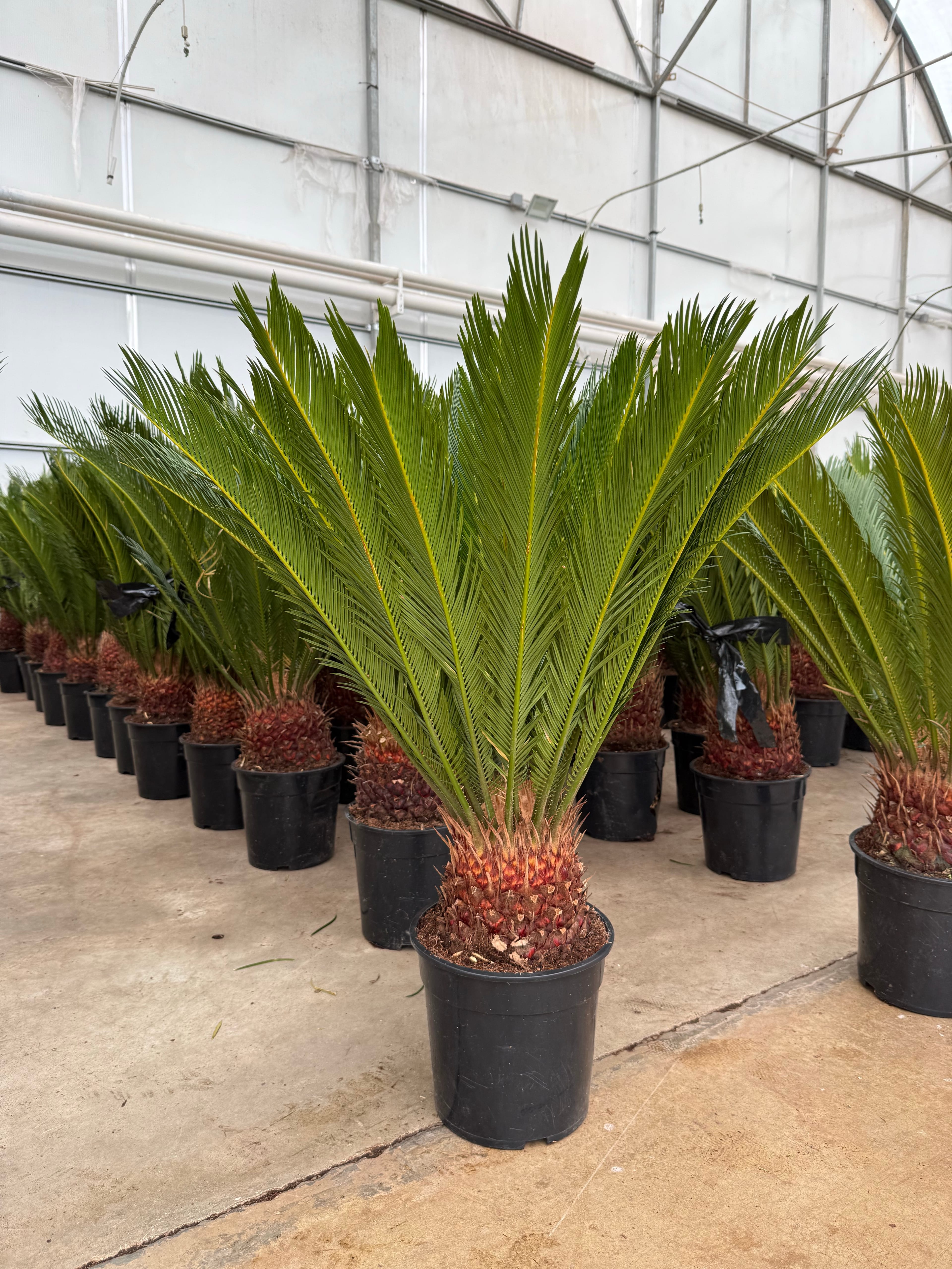 Cycas Revoluta XL – (Sikas -Japon Sago Palmiyesi)