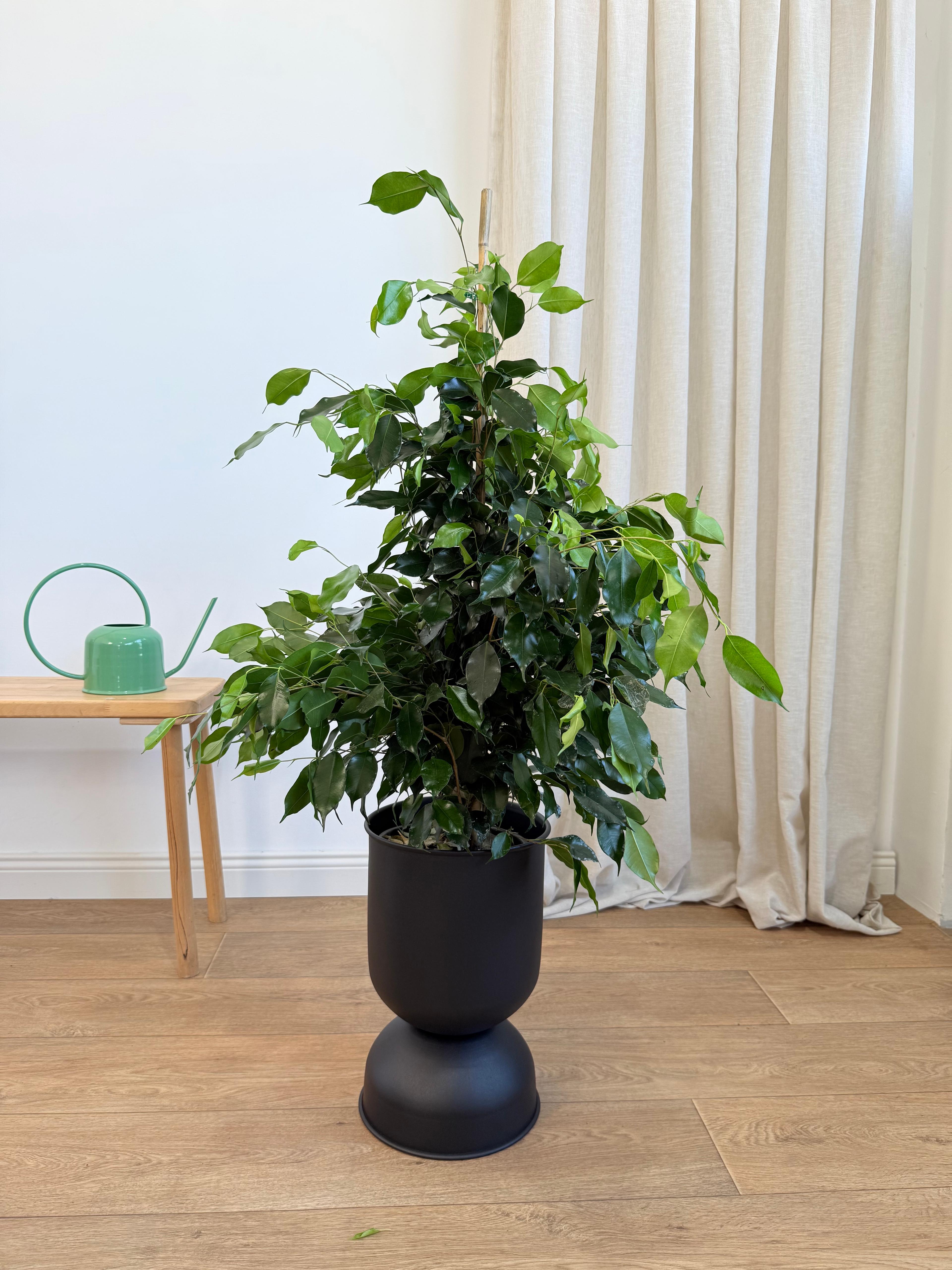 Ficus Benjamin Danielle 100-110 cm (Koyu Yeşil Benjamin)