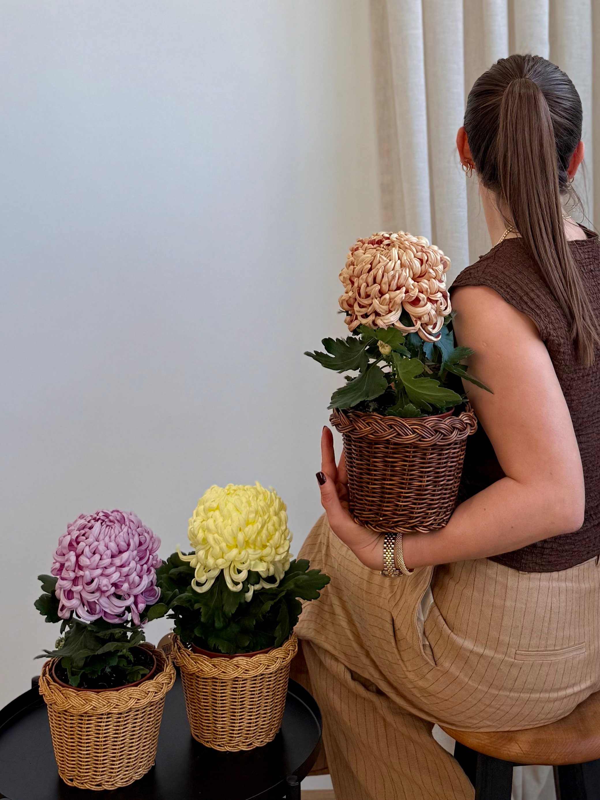 Dekoratif Krizantem (Chrysanthemum) 