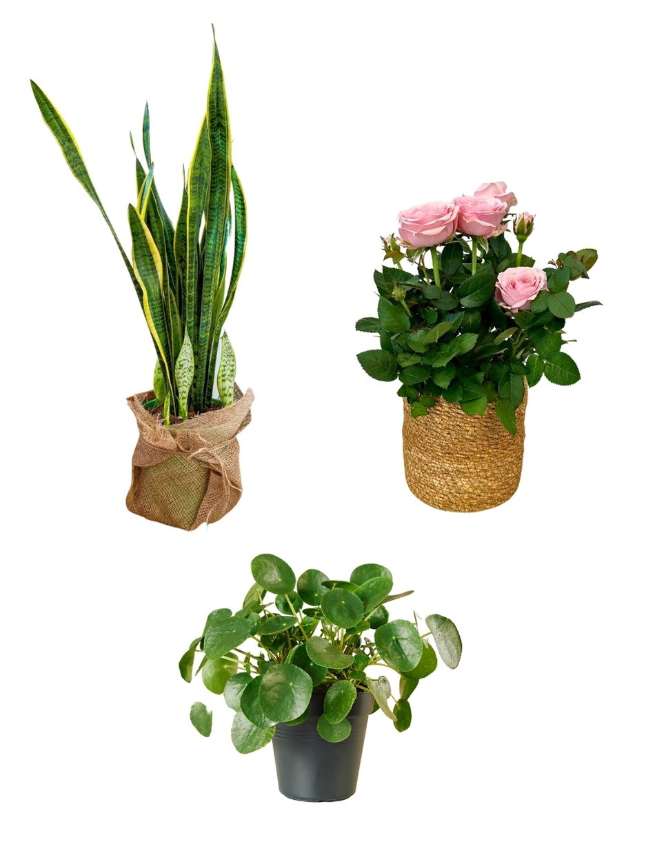 Kampanyalı Set(70 cm Kılıç-Pilea-Gül)