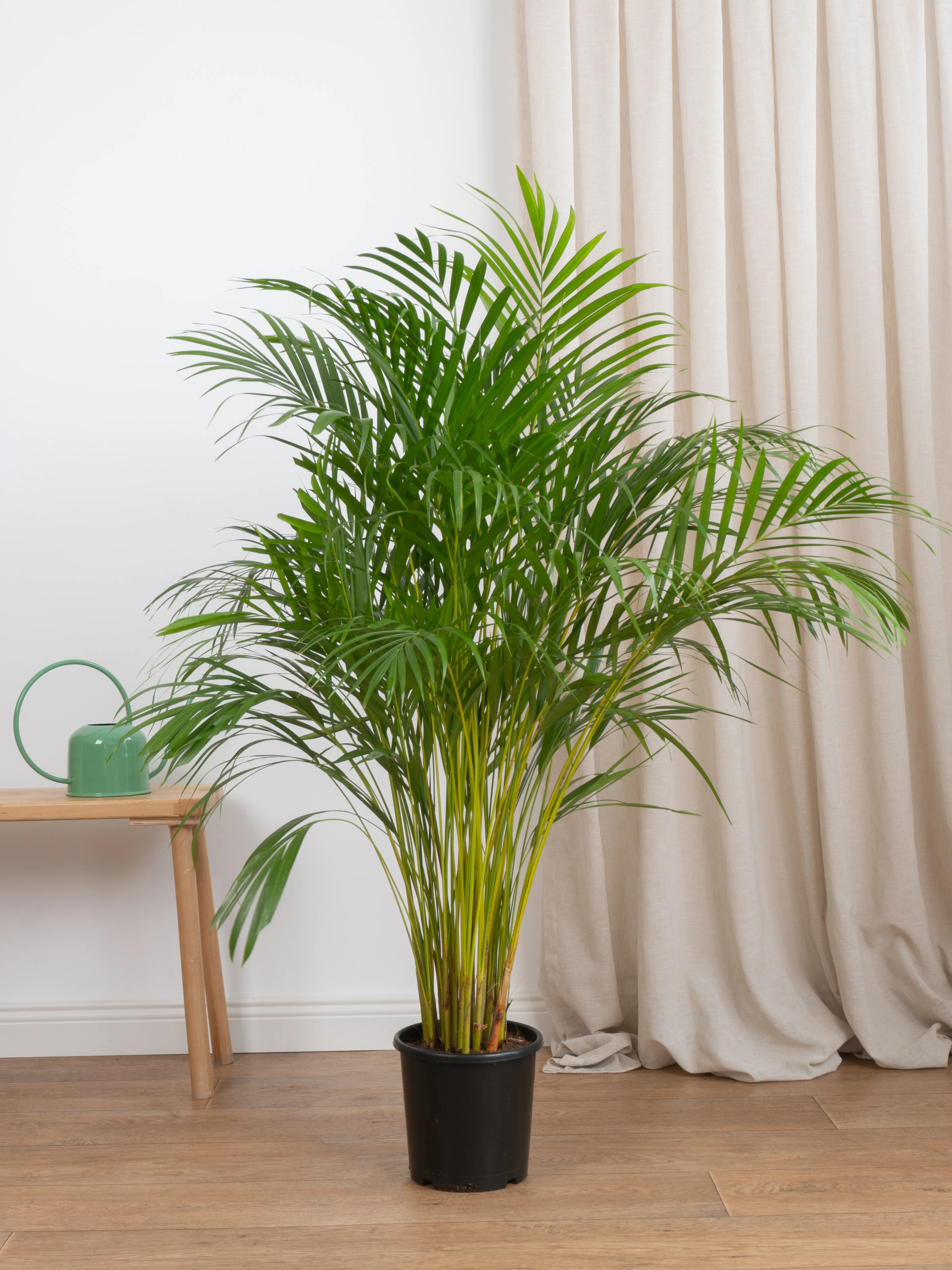 Favori Bitki Seti (110 cm Areka Palmiyesi- 80 cm Massengena İki Kollu- Masa Boy Kılıç)