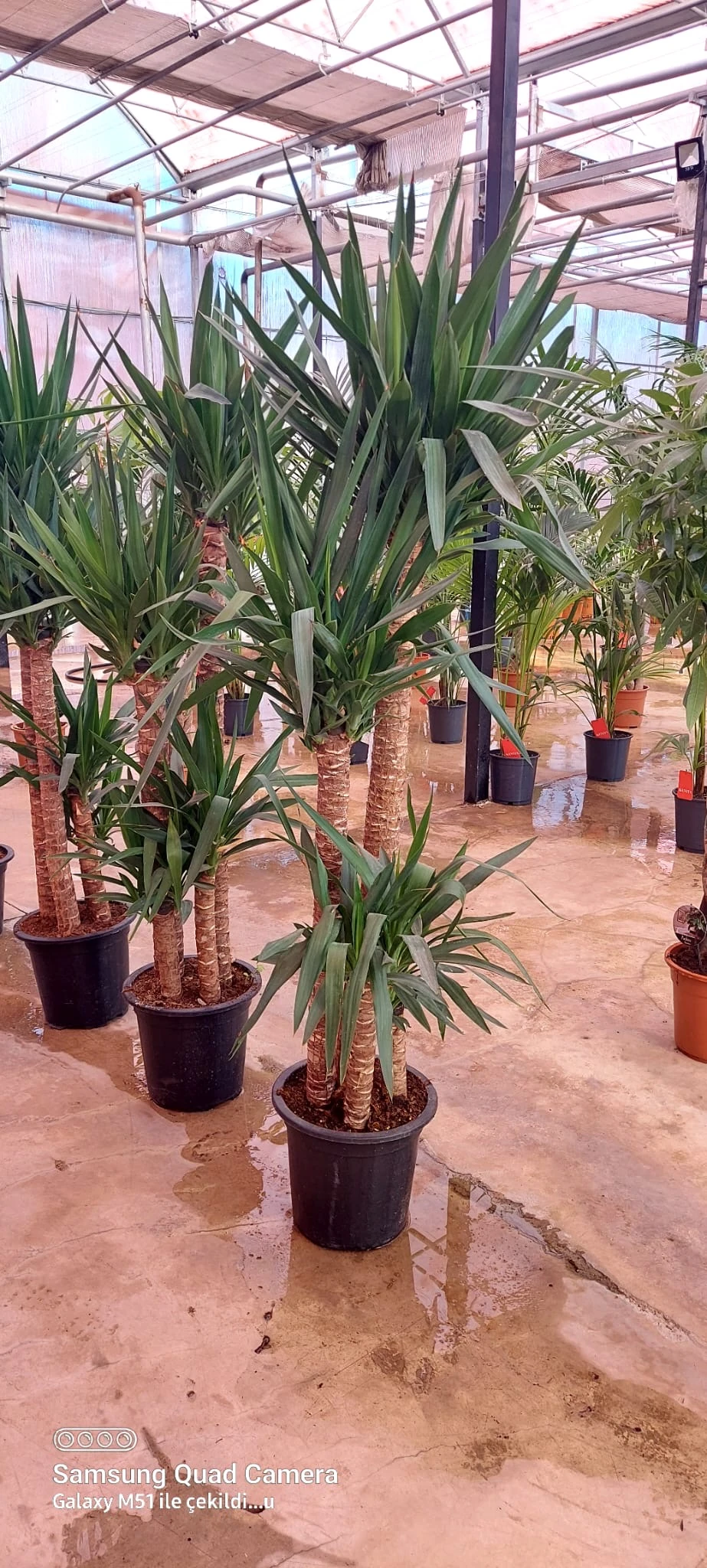 Yucca Dört Kollu (Yuka 170-180 cm )