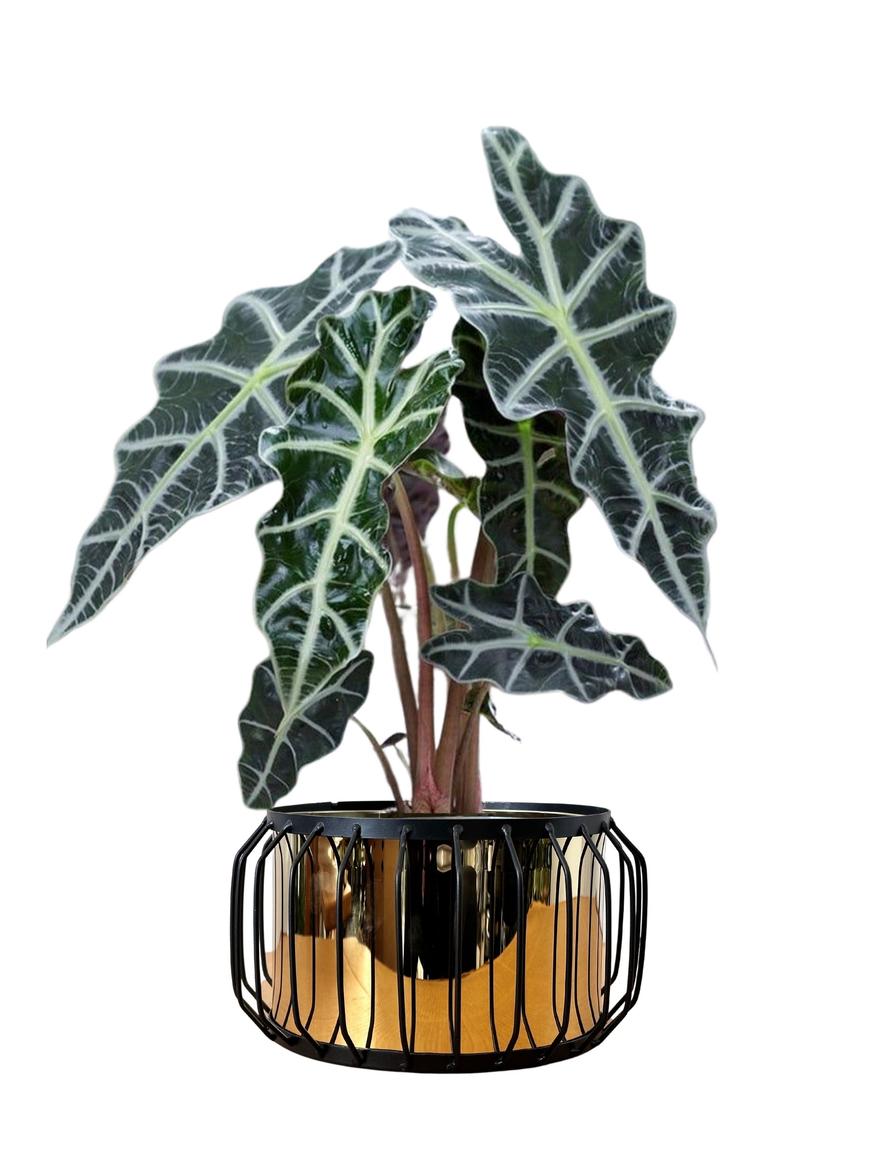 alocasia Polly 