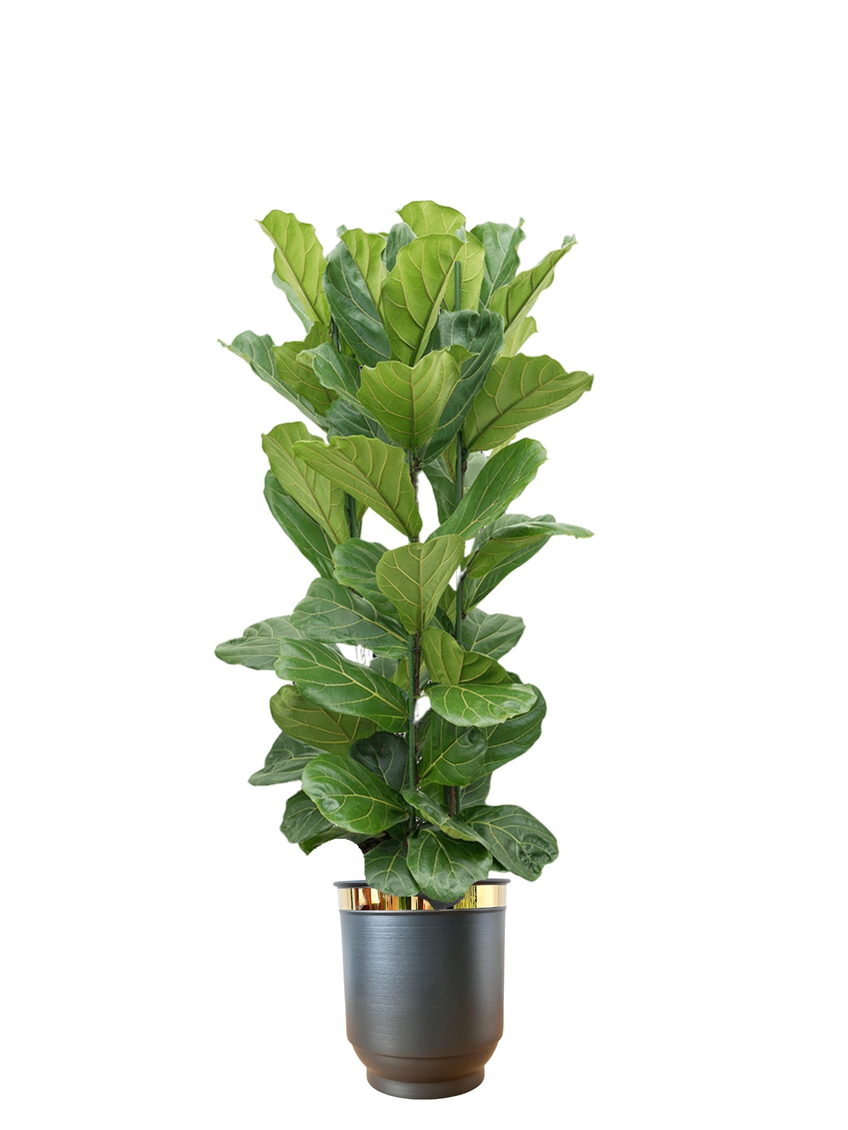 Ficus Lyrata Üç Köklü 130-140 cm 