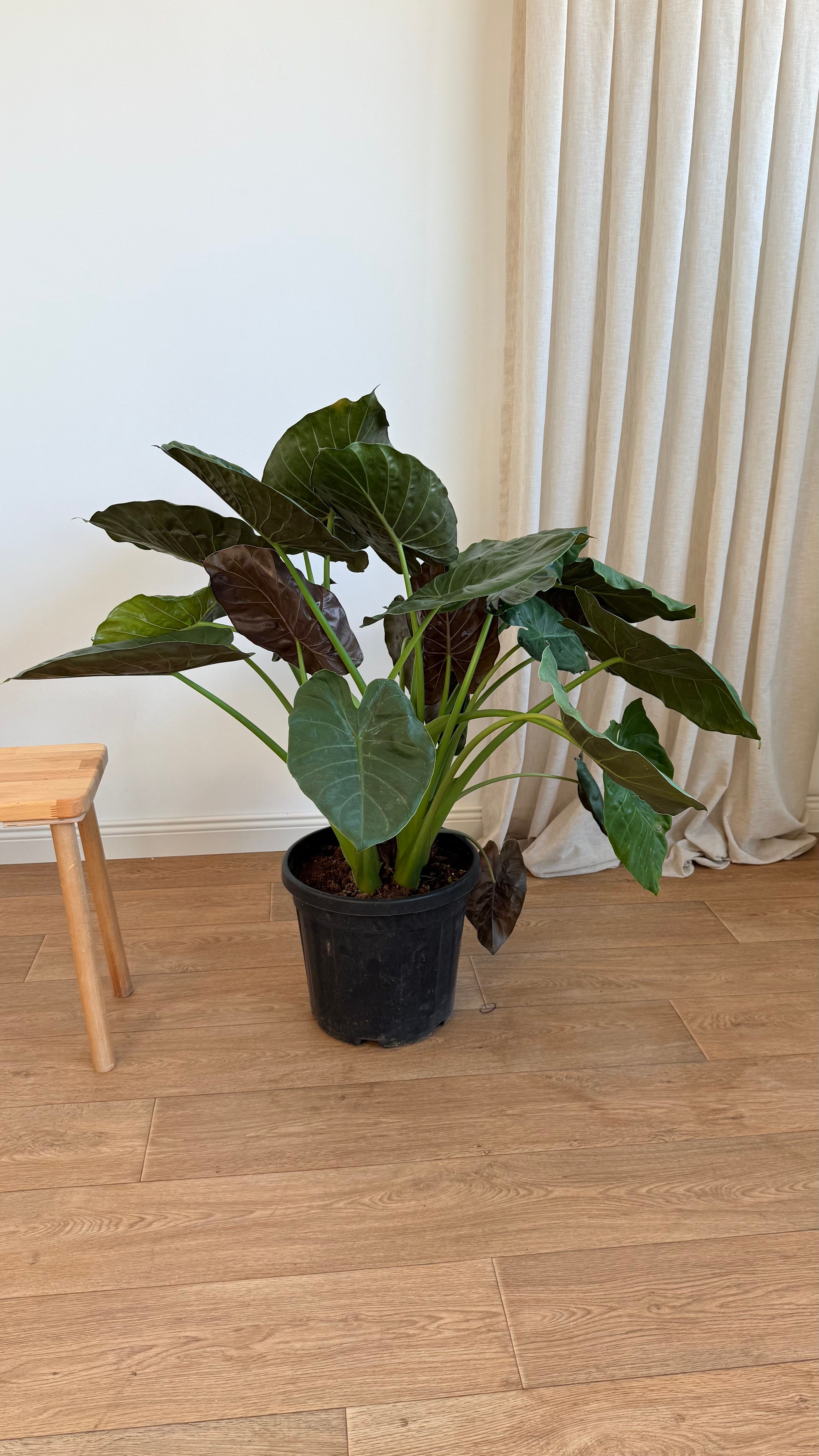 Alocasia Wentii – Anaç Boy (120-130 cm)