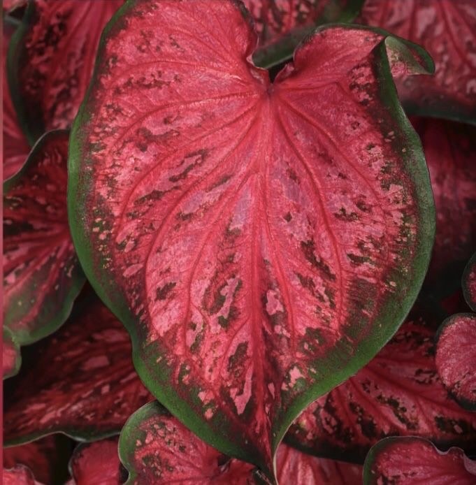 Caladium (Melek Kanadı Çiçeği)