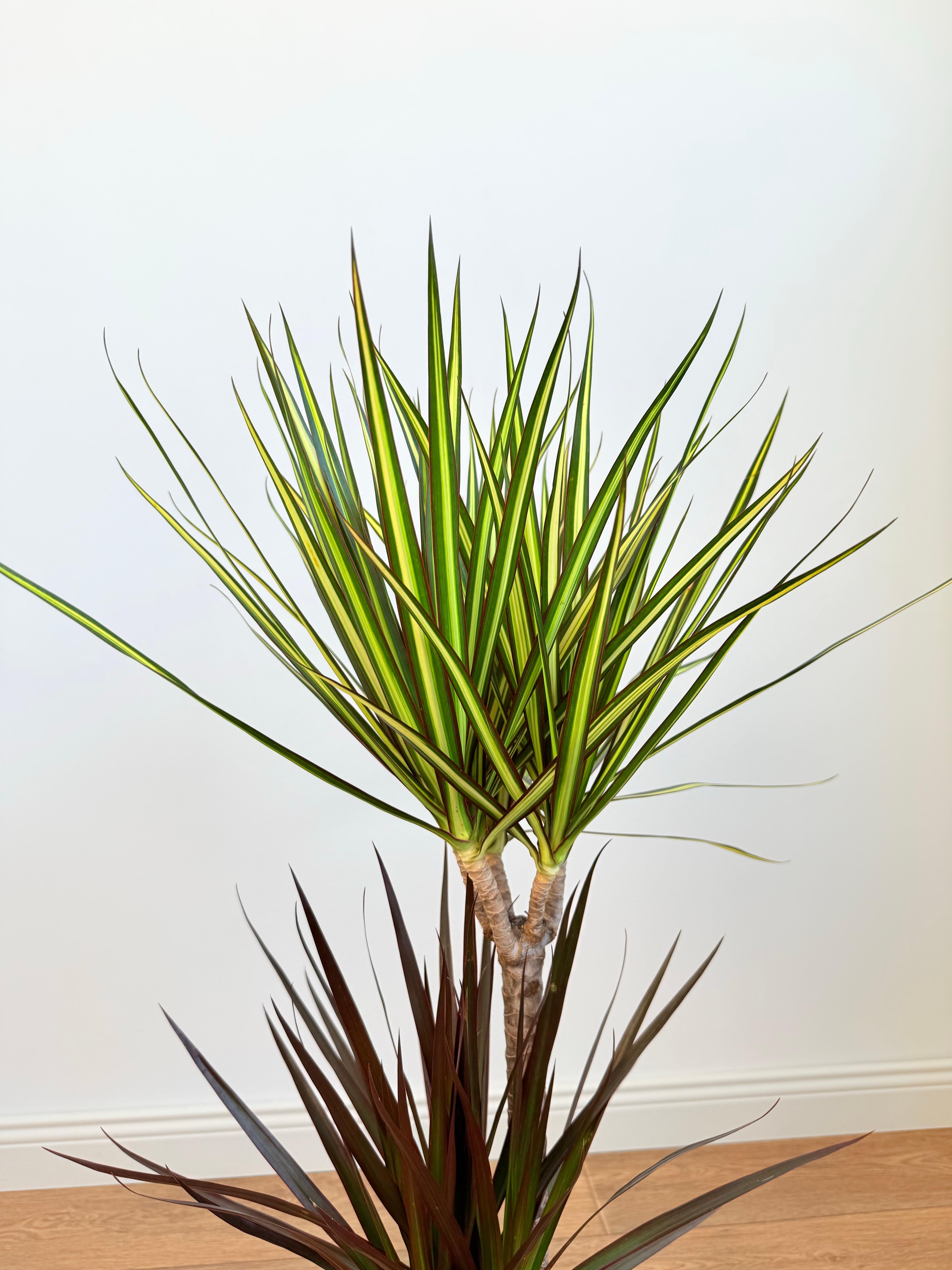 Dracaena Marginata Çift Renkli – 100 cm, İki Köklü