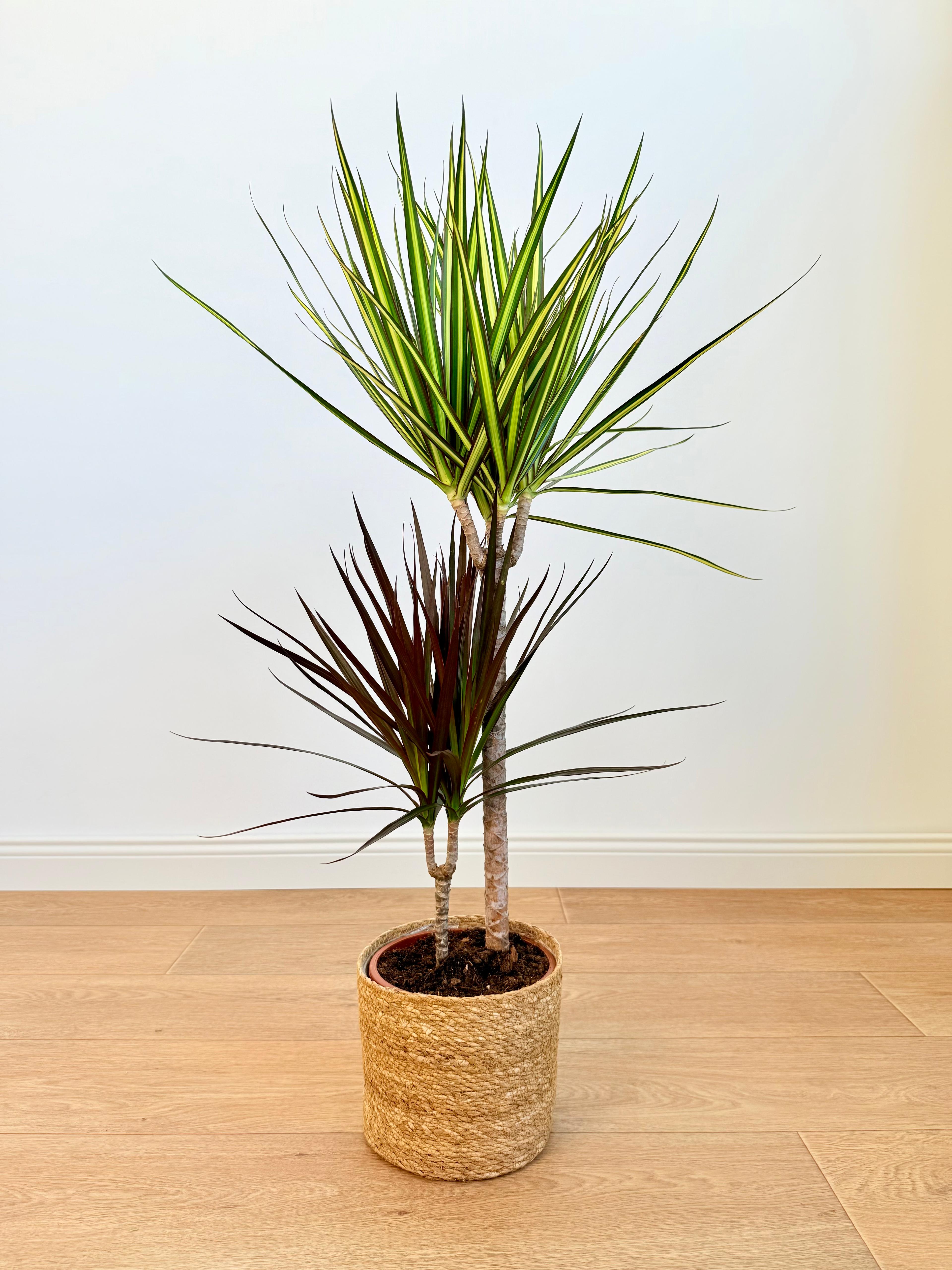 Dracaena Marginata Çift Renkli – 100 cm, İki Köklü