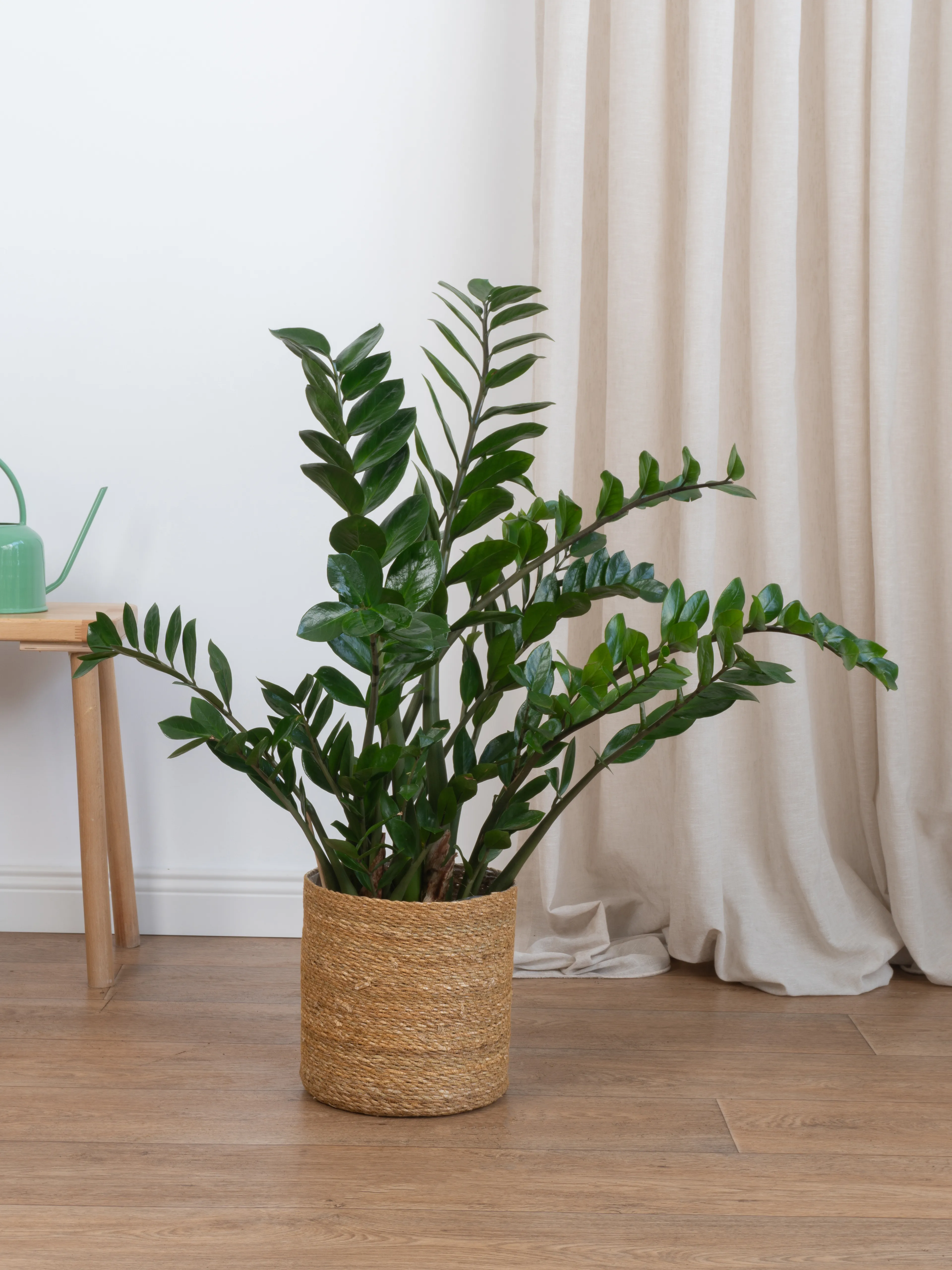 Zamia Zeze Çiçeği 100-110 cm