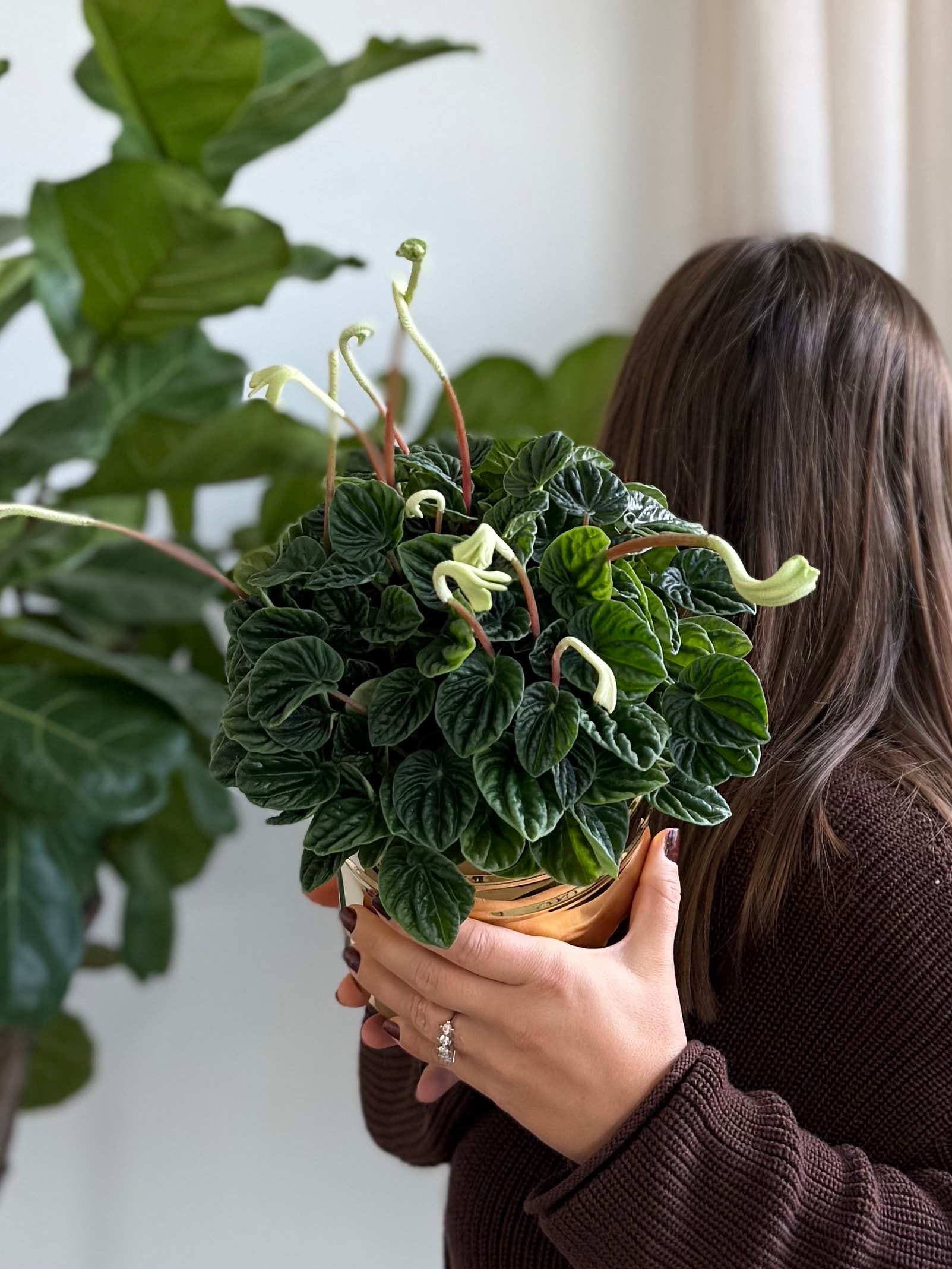 Peperomia Masa Boy