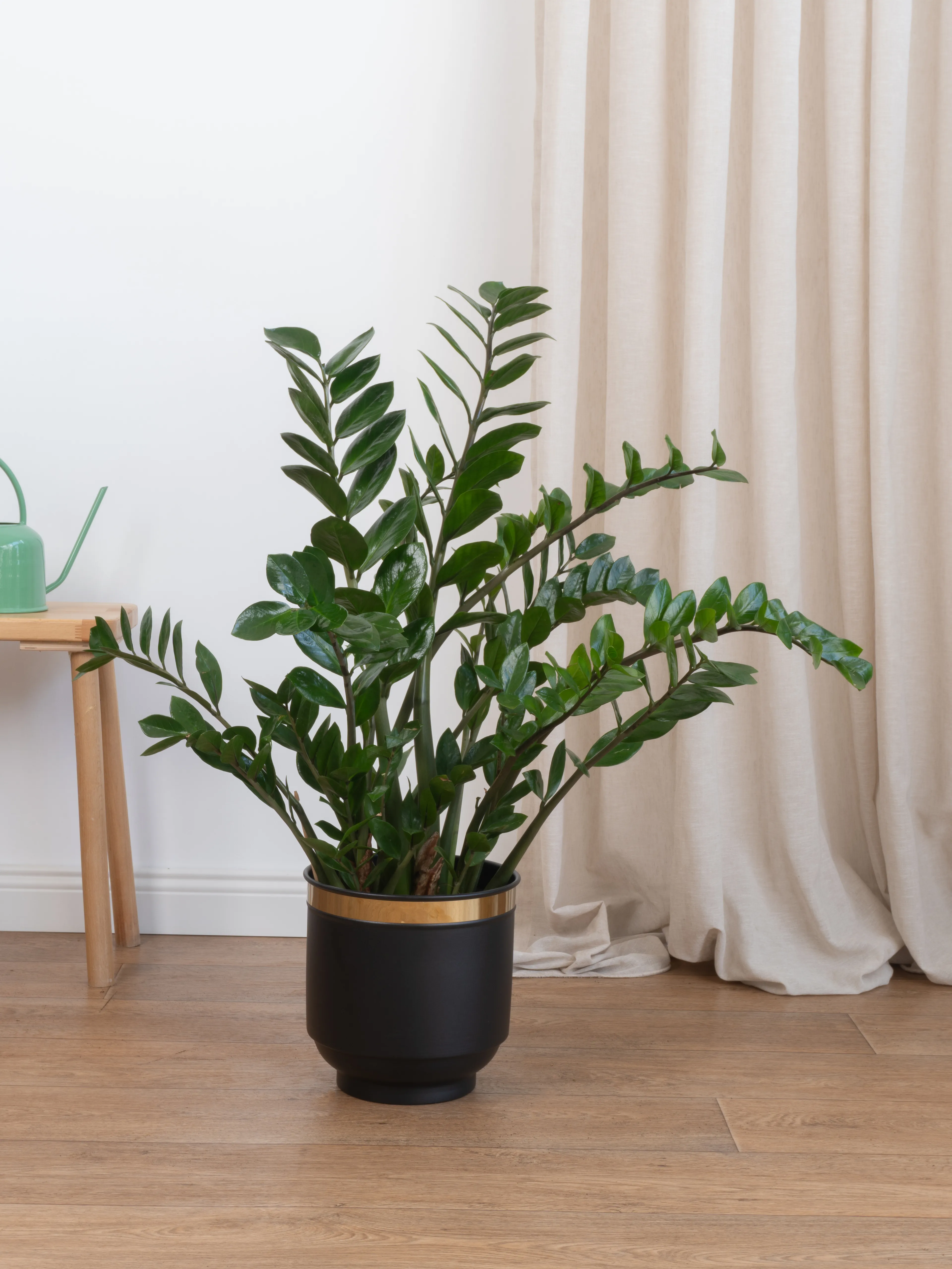 Zamia Zeze Çiçeği 100-110 cm