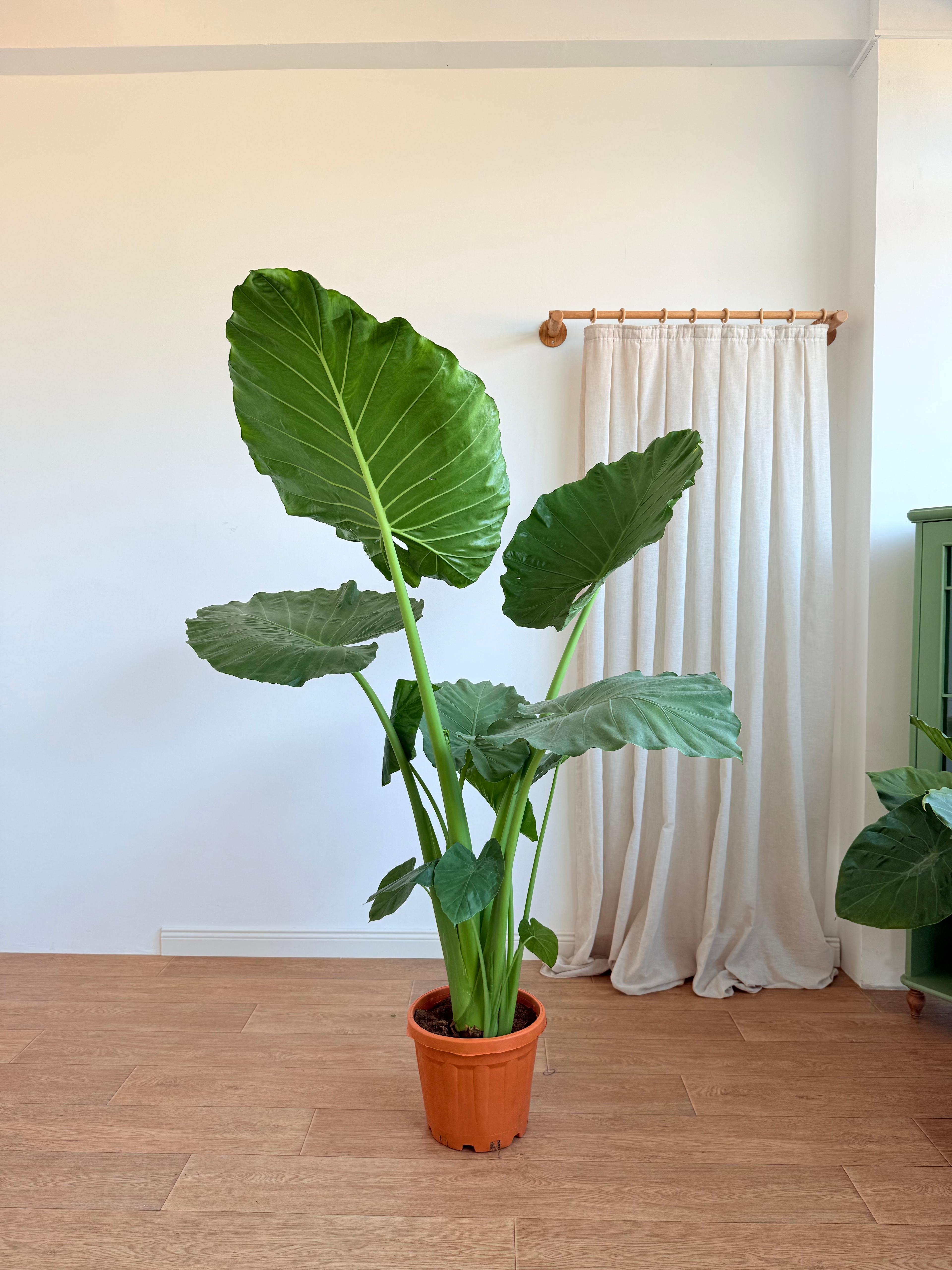 Alocasia Macrorrhiza 200 cm