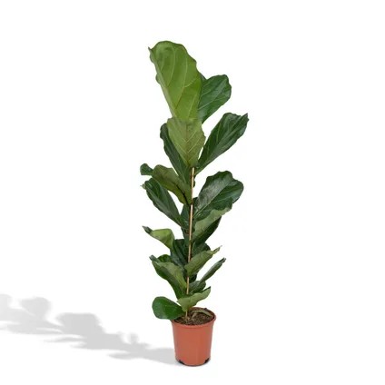 Ficus Lyrata Tek Köklü (kemen yapraklı kauçuk ) 90-100 cm