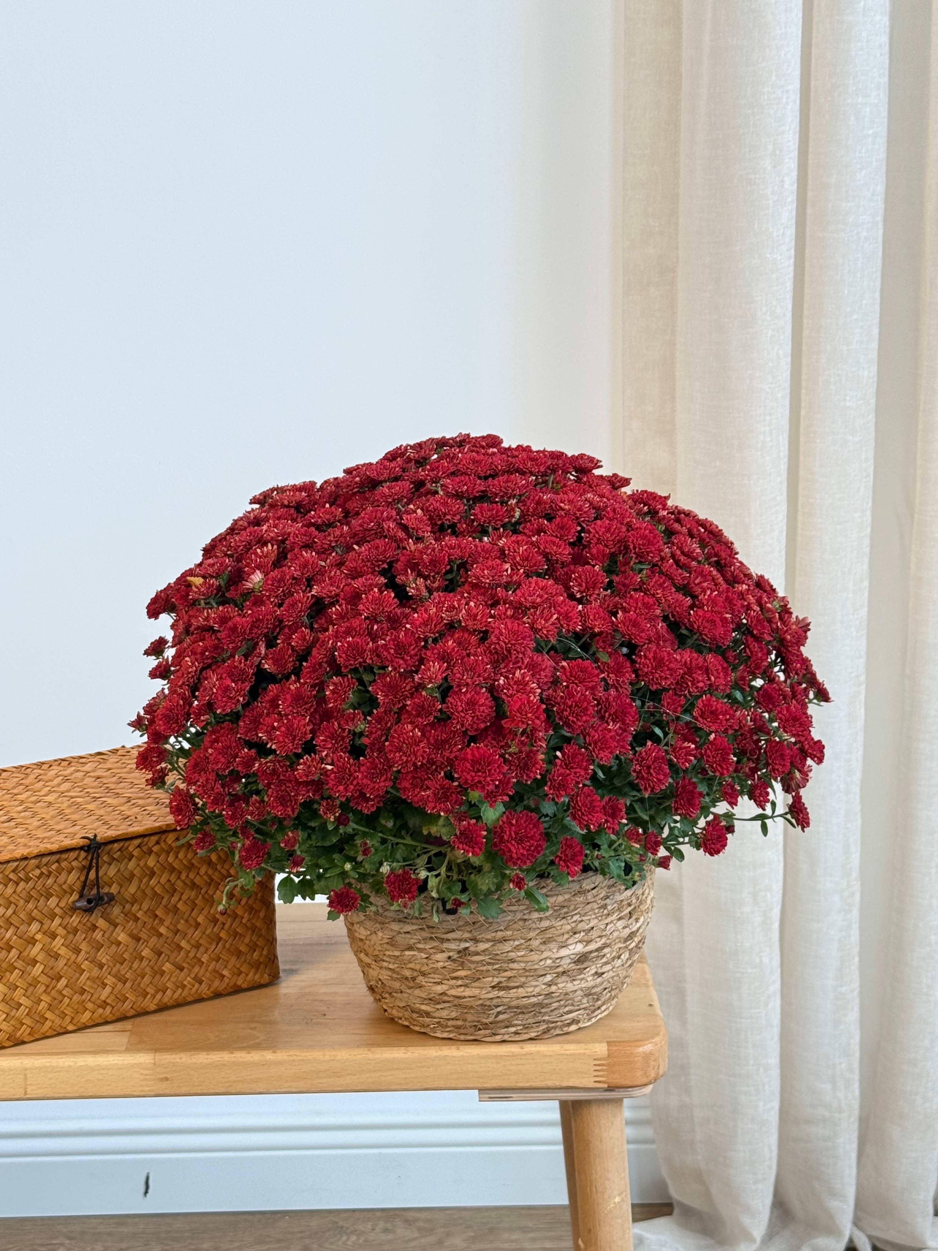 XXL Kasımpatı Bordo (Chrysanthemum morifolium)