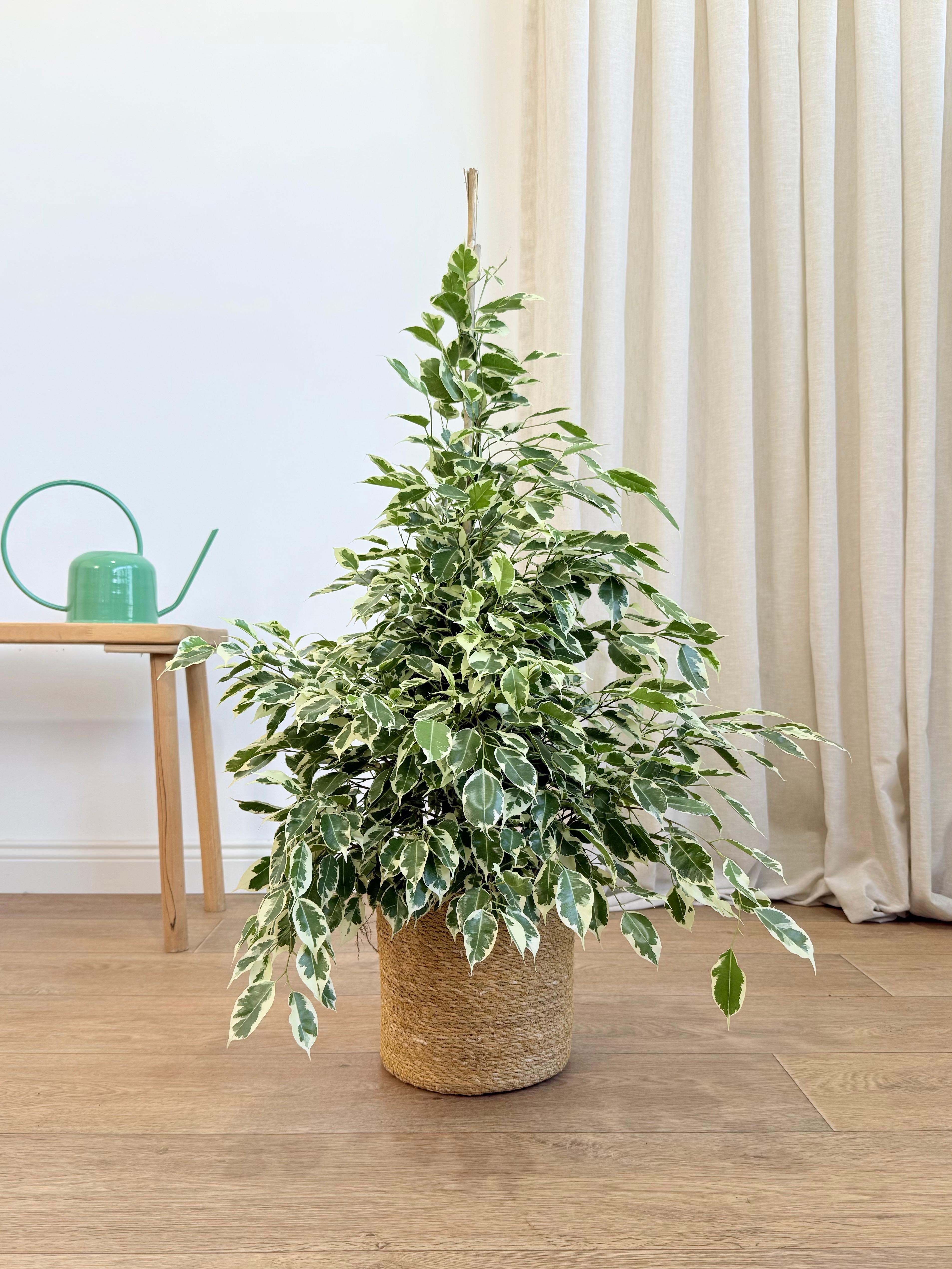 Ficus Benjamin Alacalı Yeşil-Beyaz (Ficus Benjamin Golden King) 100-110 cm