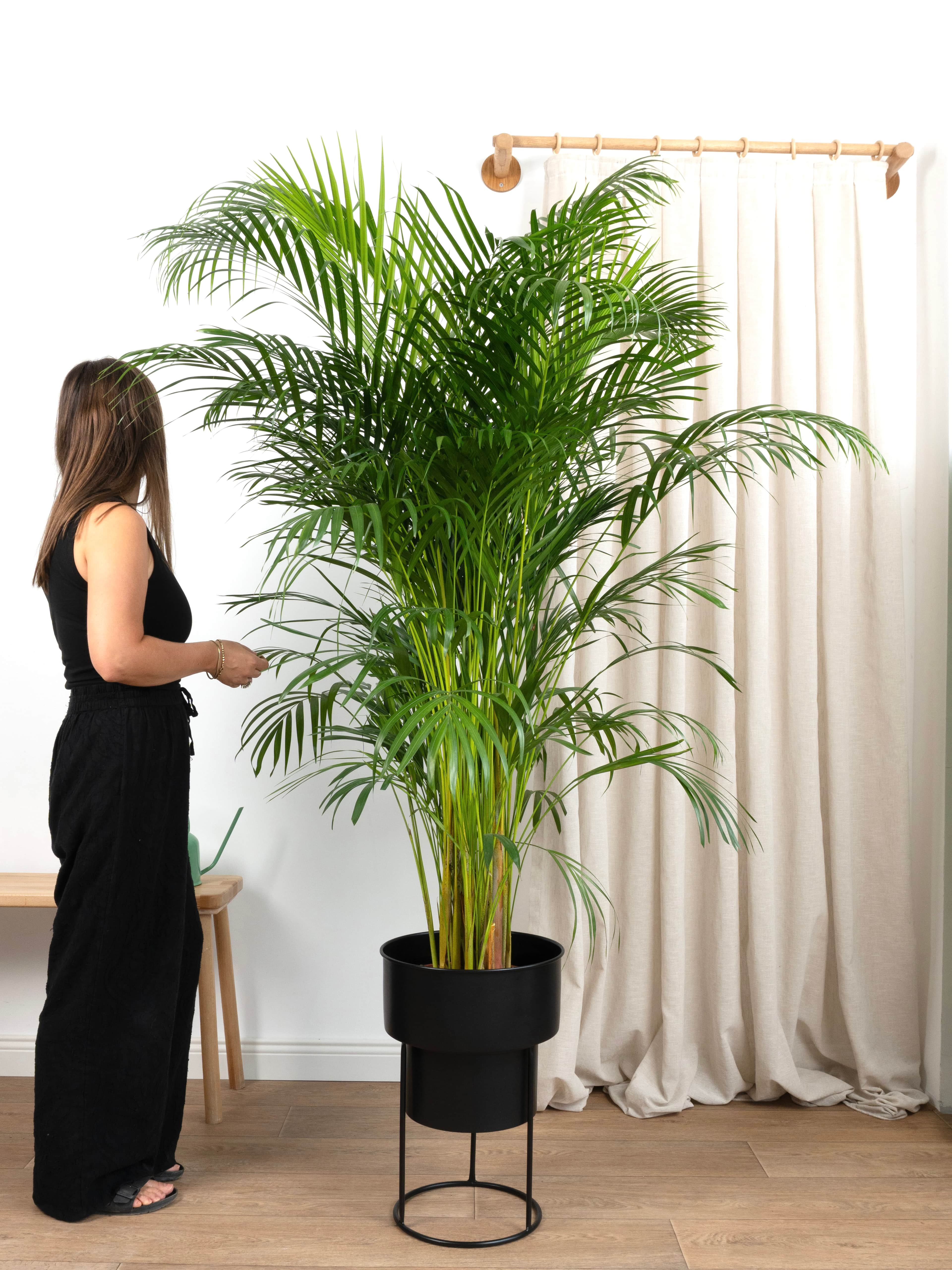 Areka Salon Palmiyesi 160-170 cm (Dypsis Lutescens)