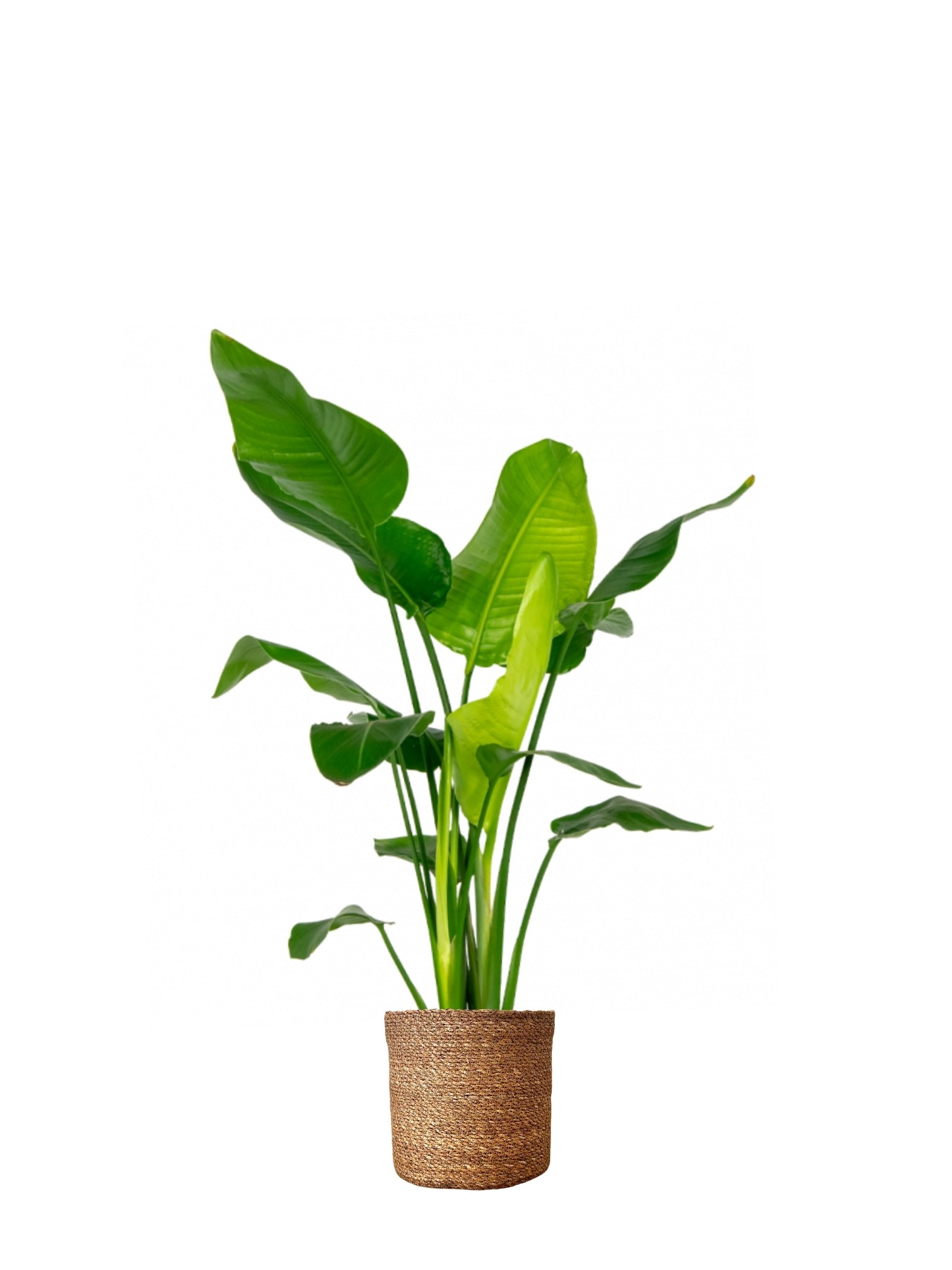 Starliçe-Çok Köklü  ( 90-100 cm Cennet Kuşu Çiçeği- Strelitzia Nicolai )