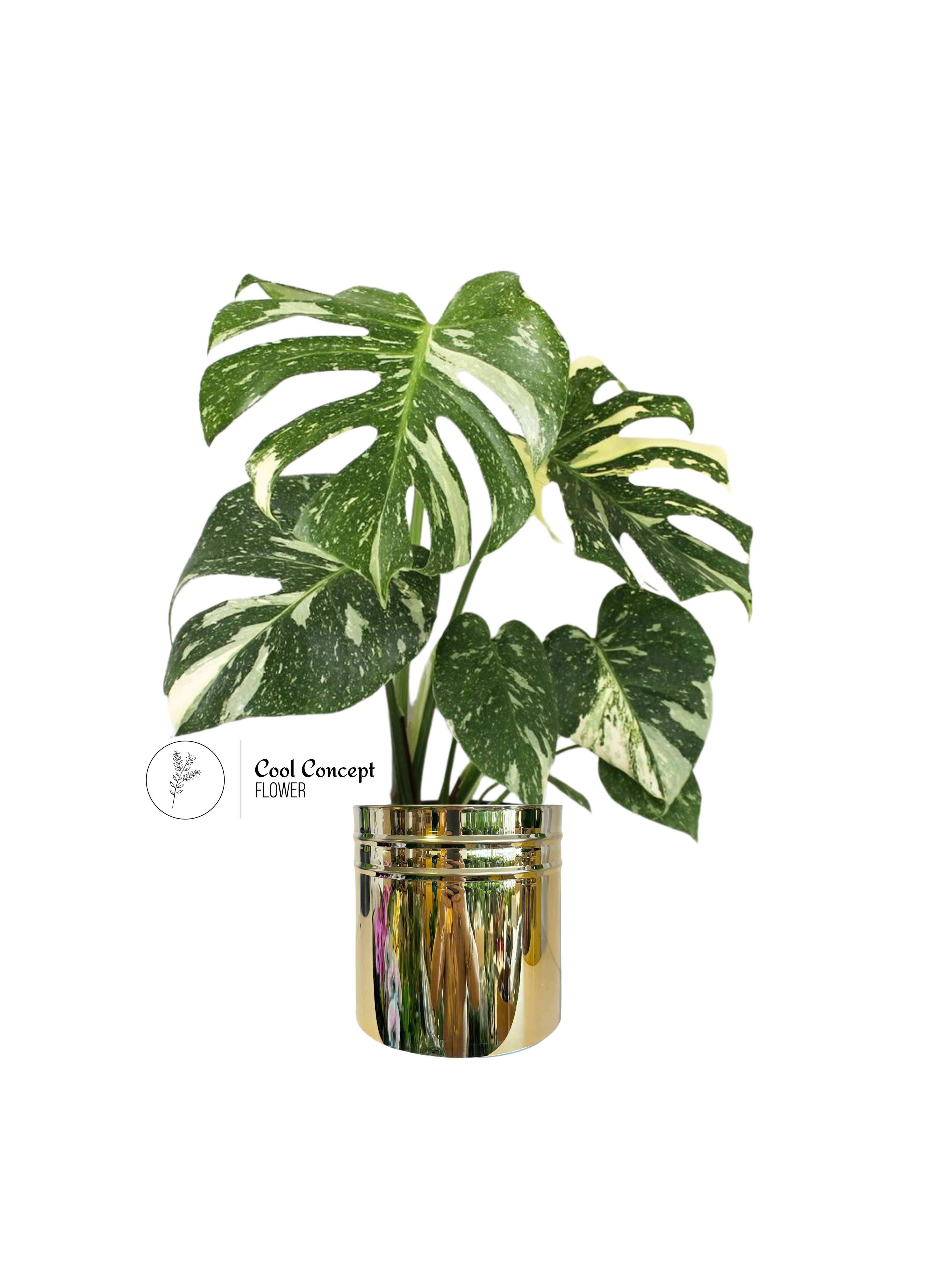 Monstera Deliciosa Variegata / 50-60 cm (Nadir Tür)