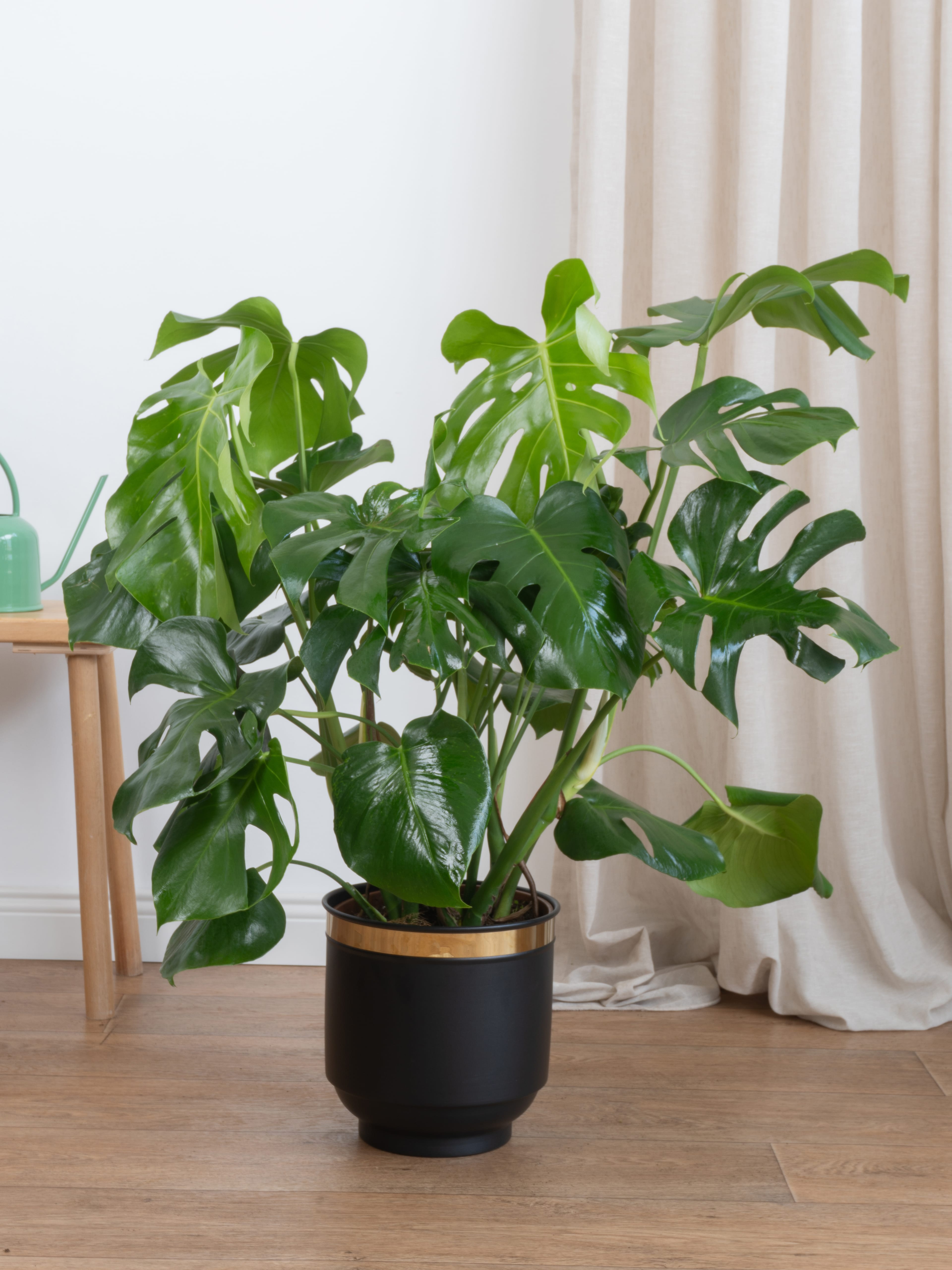 Monstera Deve Tabanı 80-90 cm