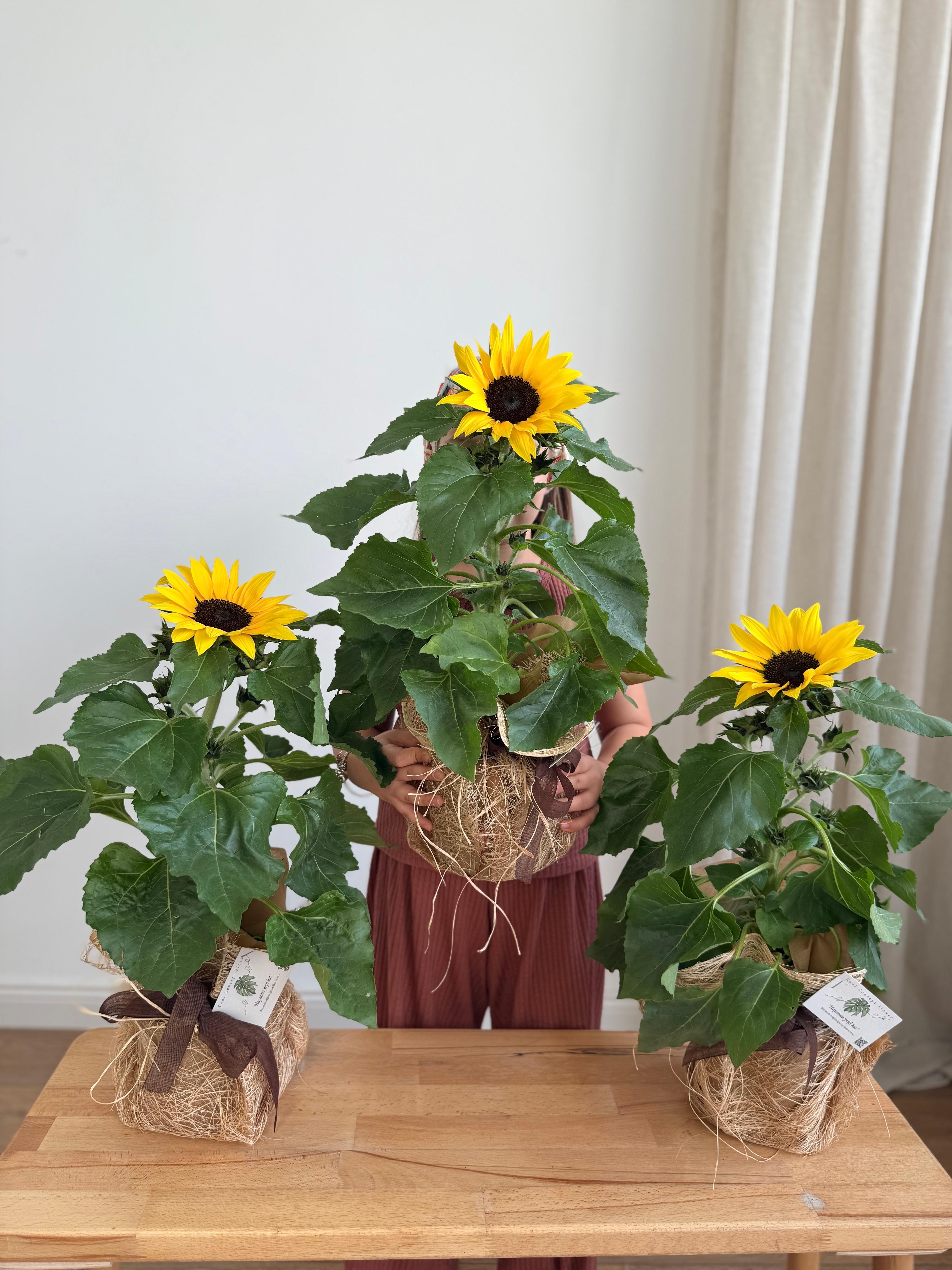 Dekoratif Saksıda Ayçiçeği | 40-50 cm  