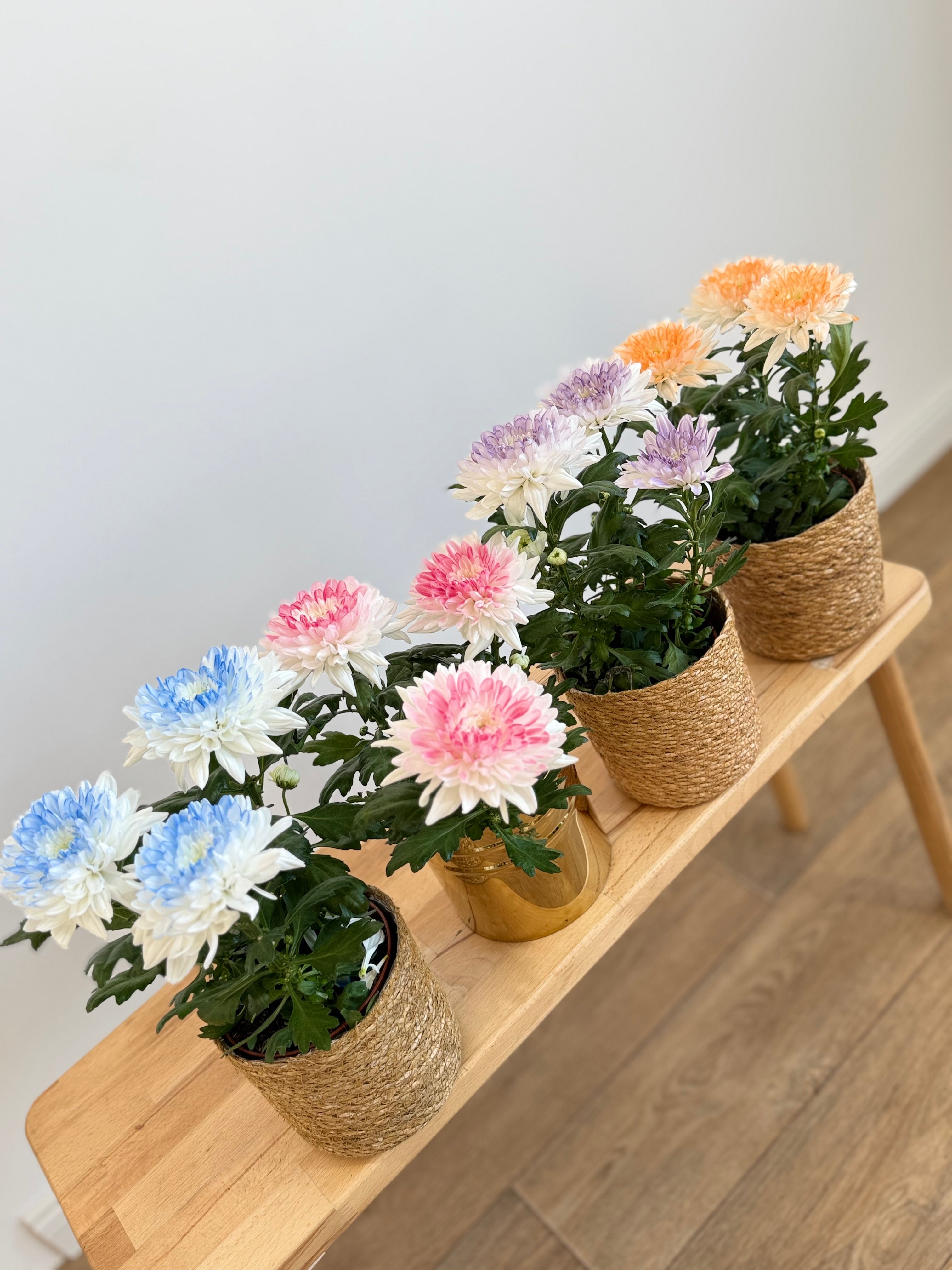 Krizantem Chrysanthemum Anastasya Mix İkili Set (Neon Renkler)