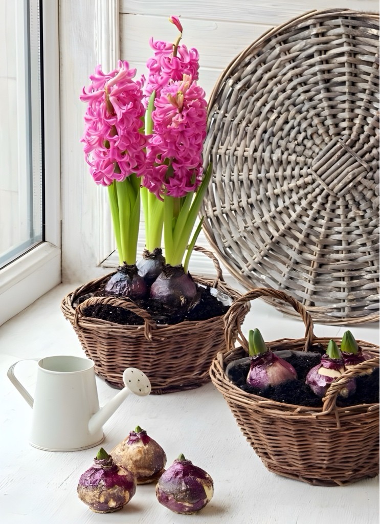 Üç Köklü Sümbül (Hyacinthus)