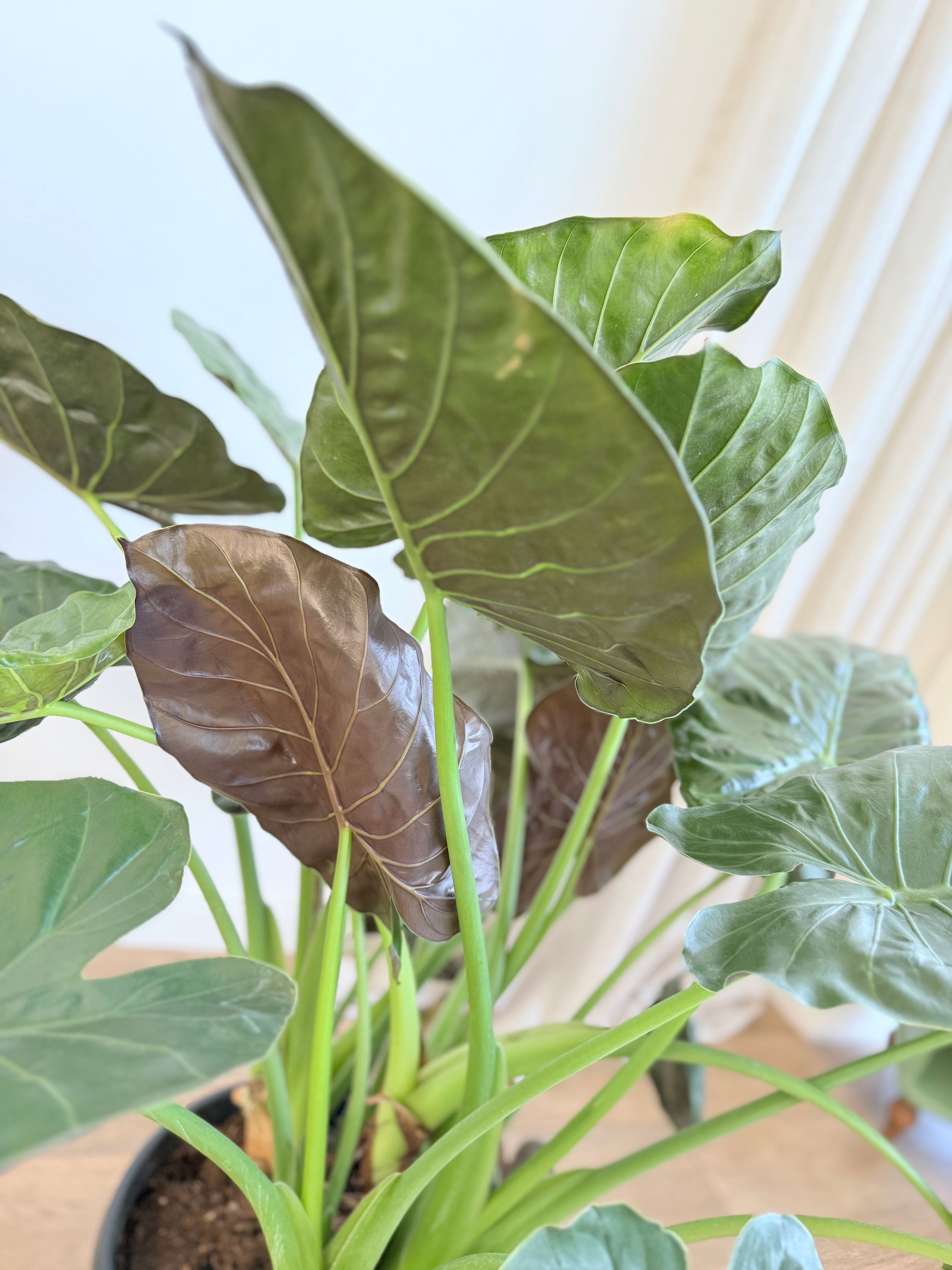 Alocasia Wentii – Anaç Boy (120-130 cm)