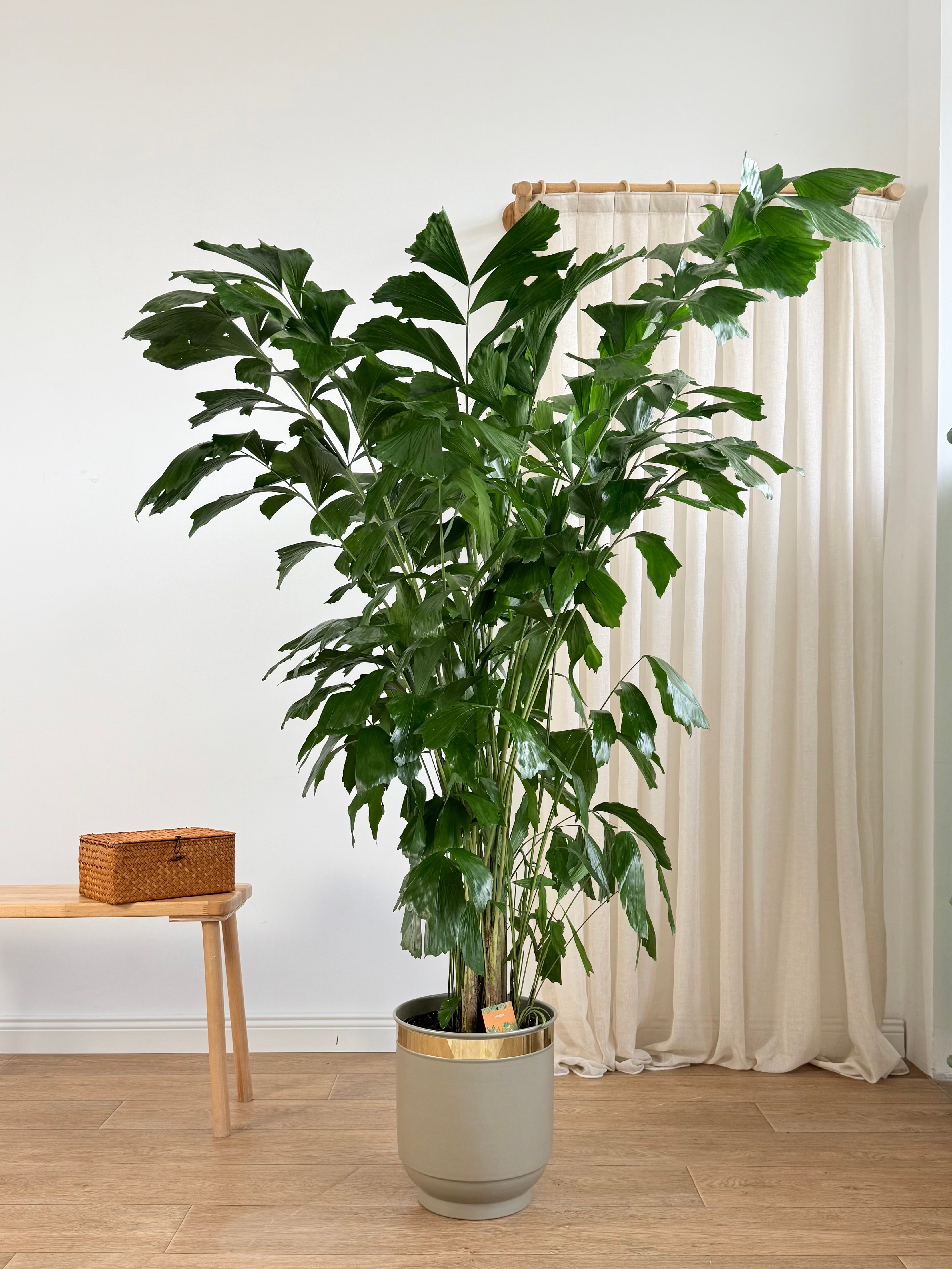 Caryota Mitis (Balık Kuyruğu Palmiyesi) | 200 cm | İthal Premium Büyük Boy Salon Bitkisi