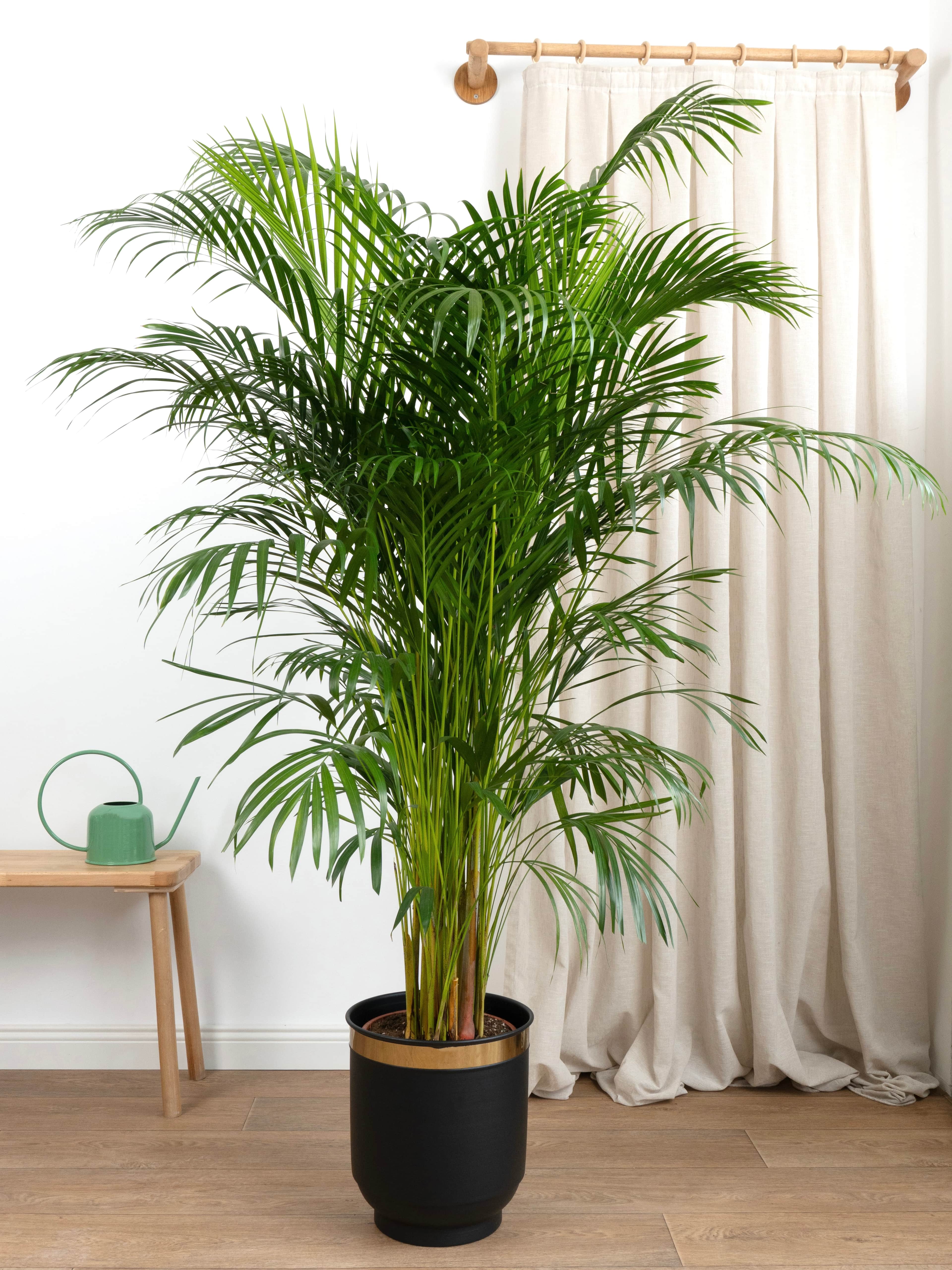 Areka Salon Palmiyesi 160-170 cm (Dypsis Lutescens)