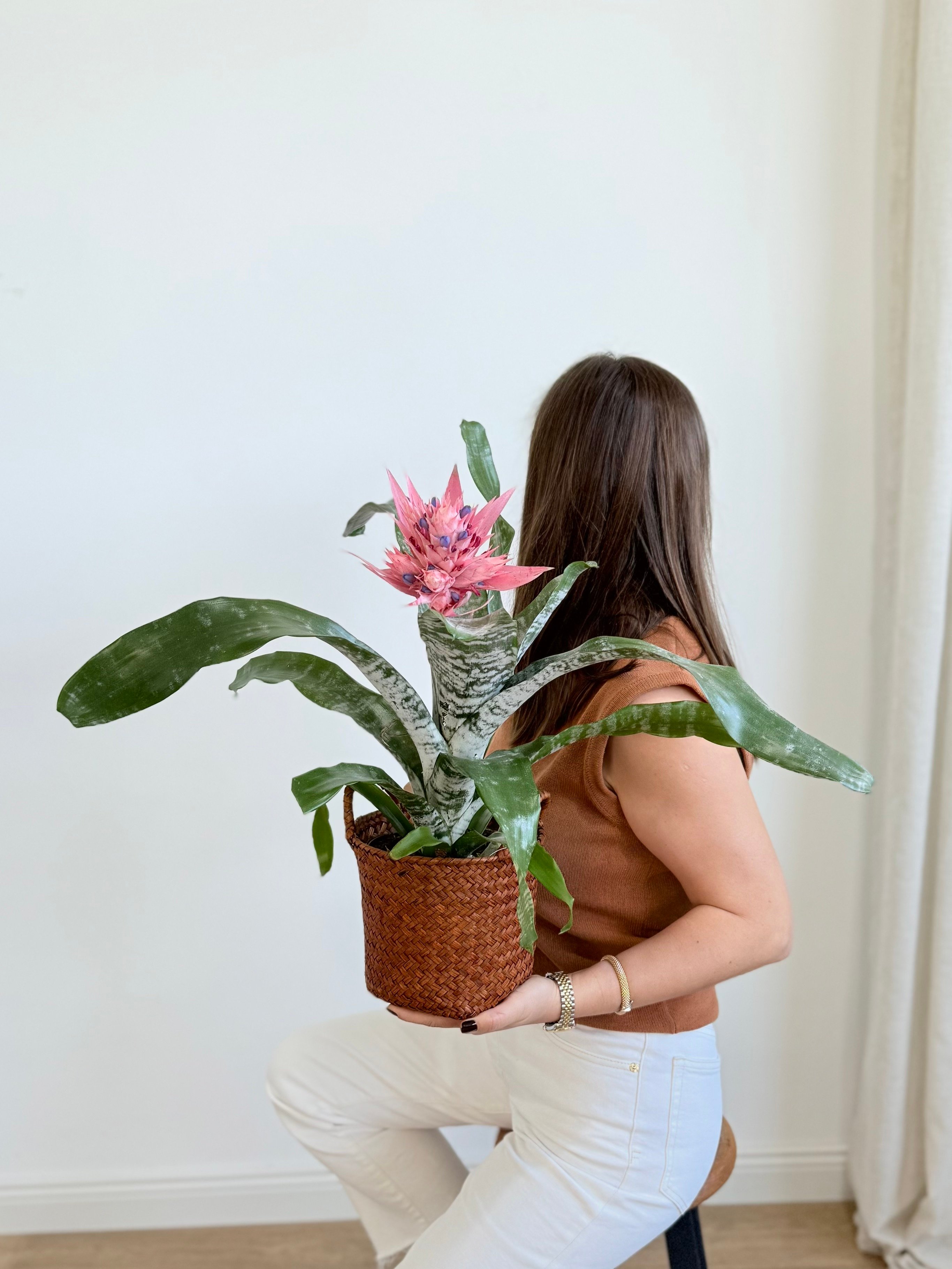 Aechmea Fasciata-Kupa Çiçeği (Açmaya-Eşmeya)