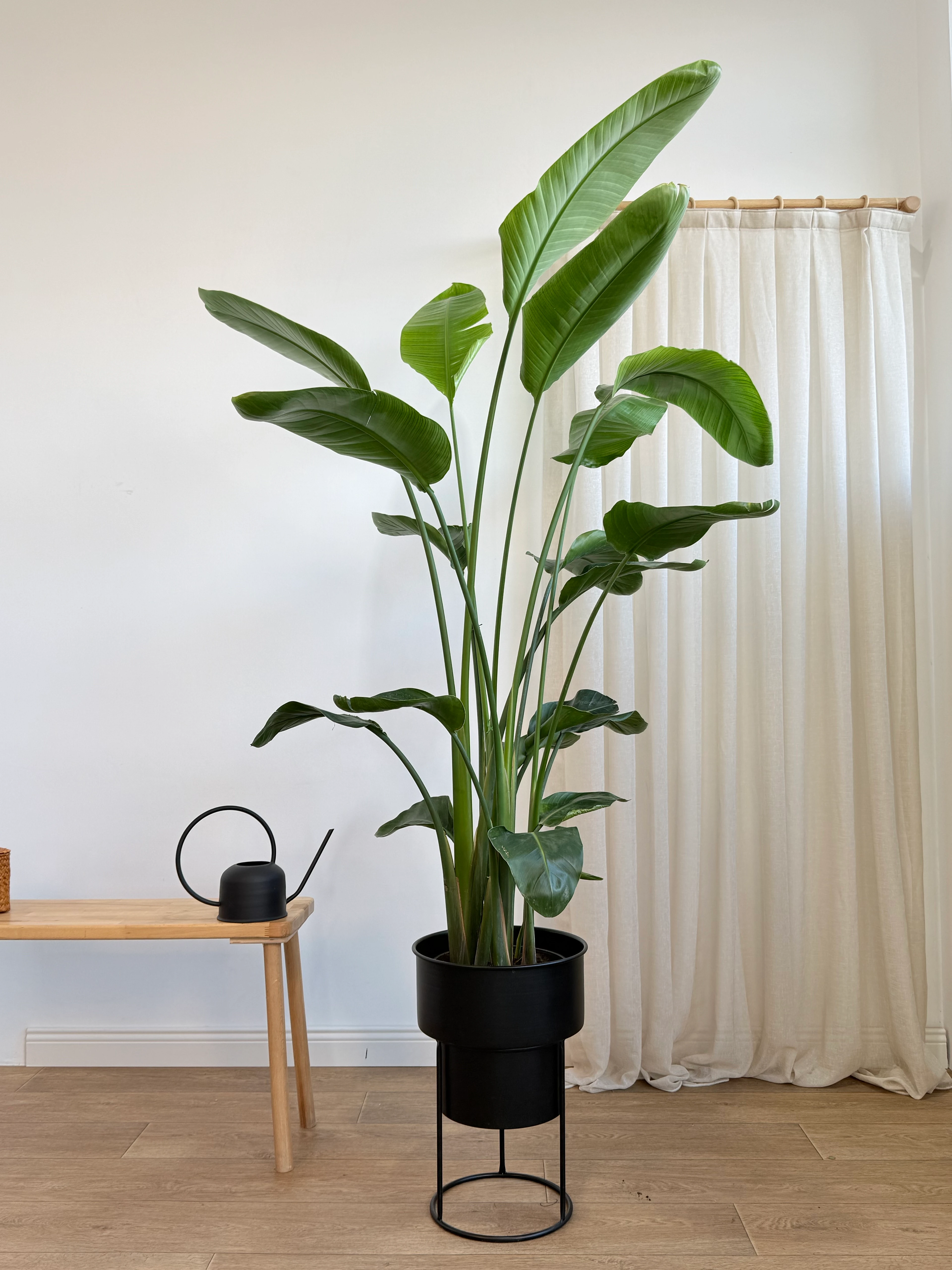 Starliçe Çiçeği | Cennet kuşu çiçek (170-190 cm üç köklü )