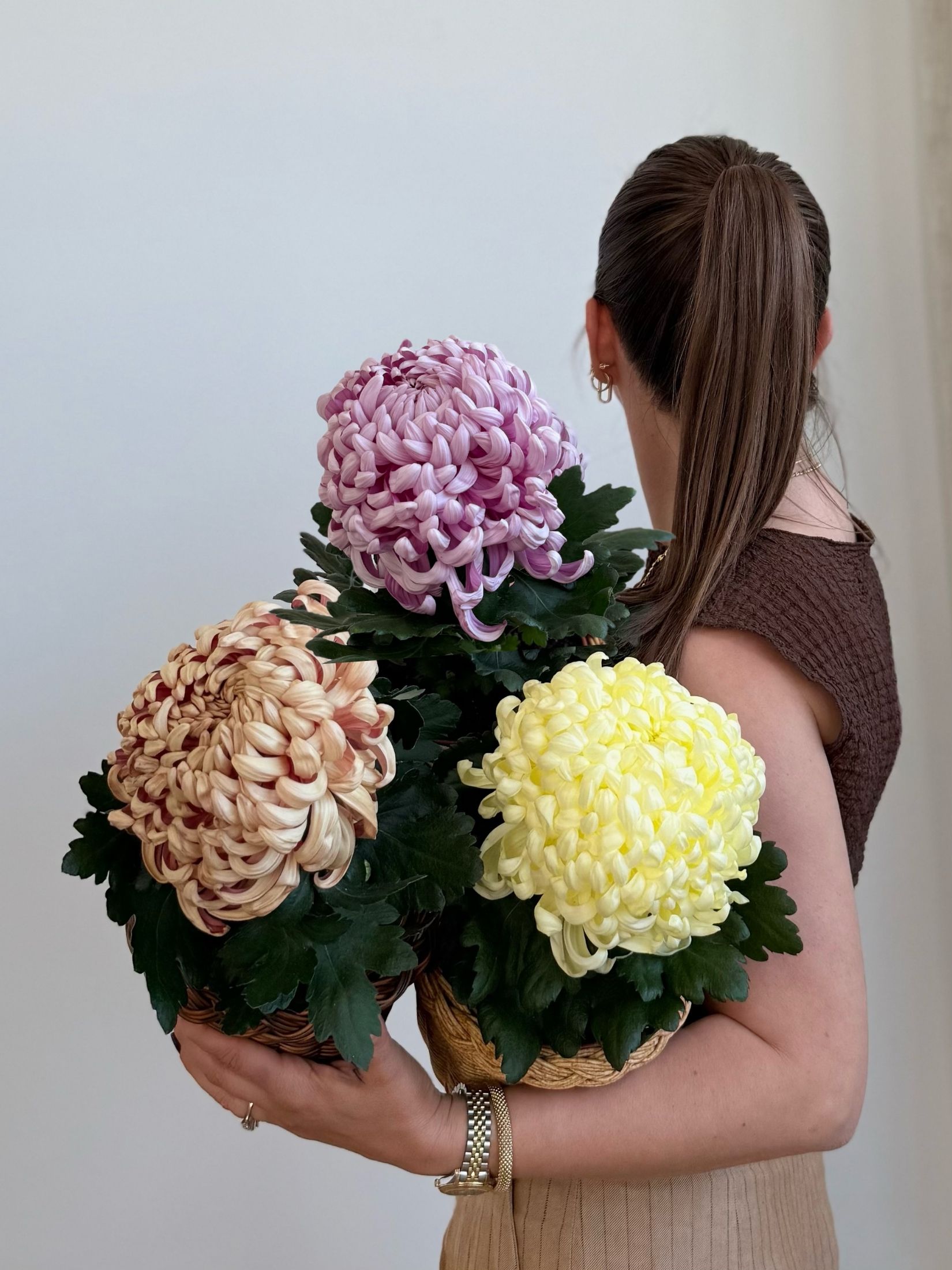 Dekoratif Krizantem (Chrysanthemum) 
