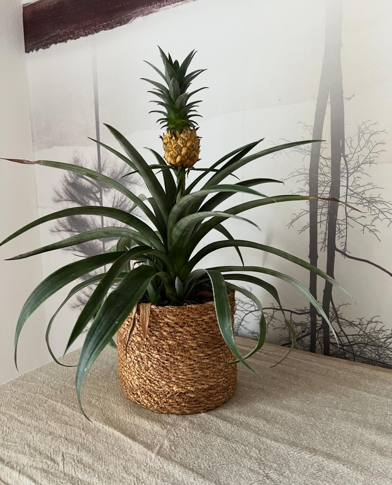 Ananas Plant (Ananas)