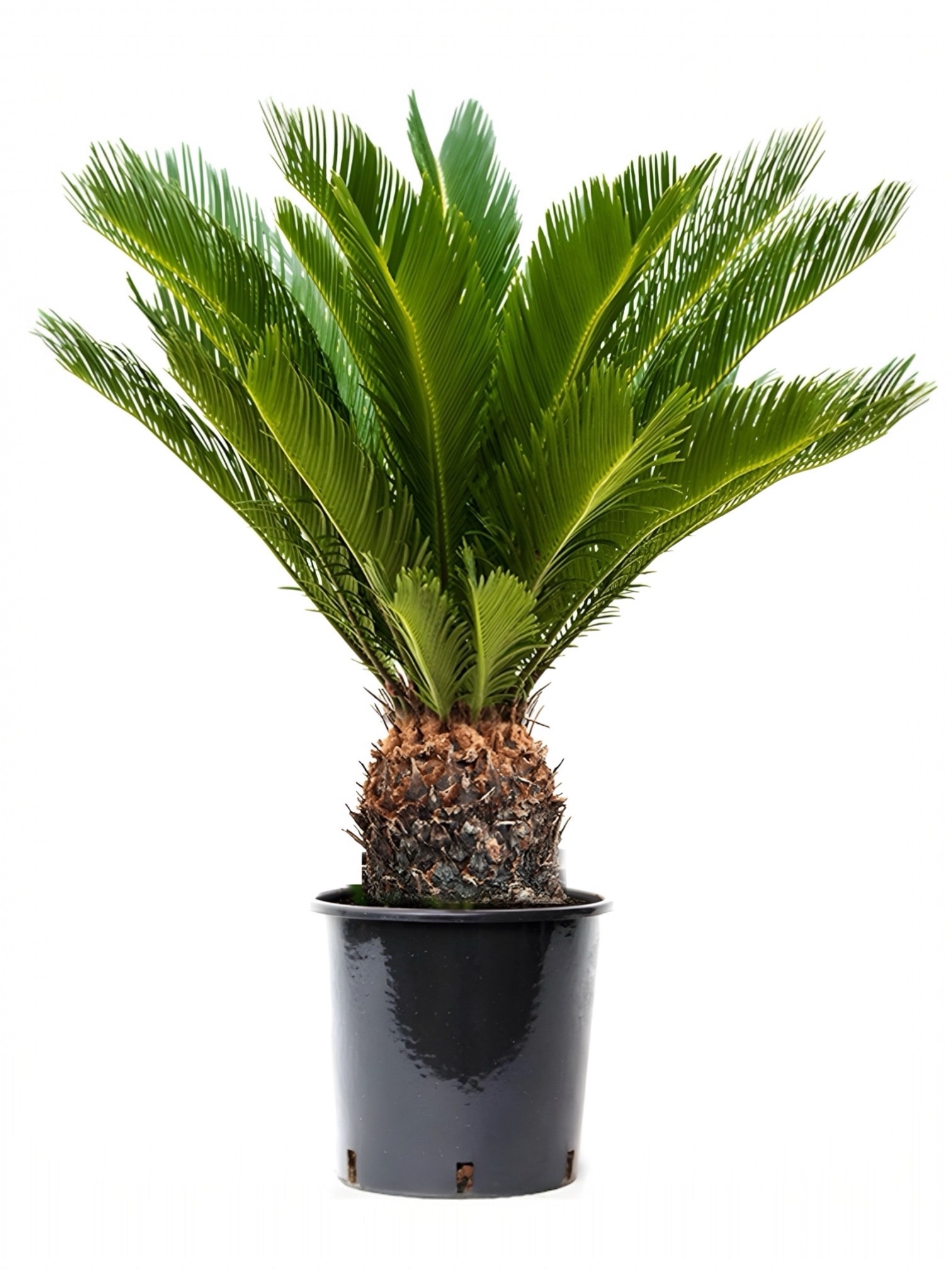 Cycas Revoluta XL – (Sikas -Japon Sago Palmiyesi)