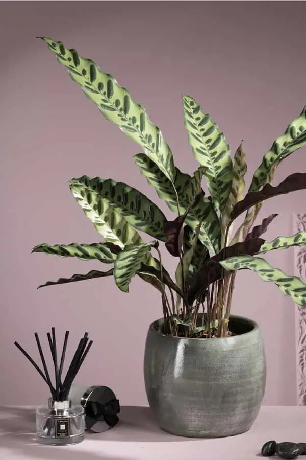 dracaena trifasciata common name Dracaena Trifasciata - Hahnii | Uprooted