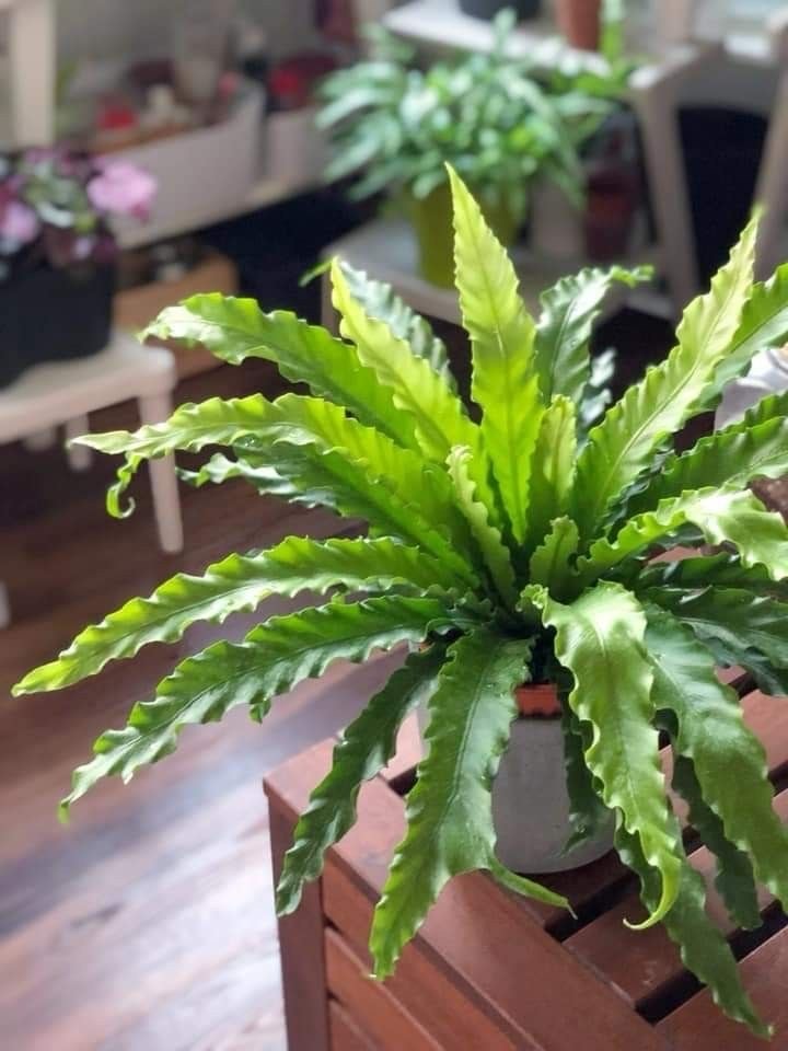 Kuş Yuvası Eğreltiotu (Asplenium Nidus) – 12 cm Saksıda  